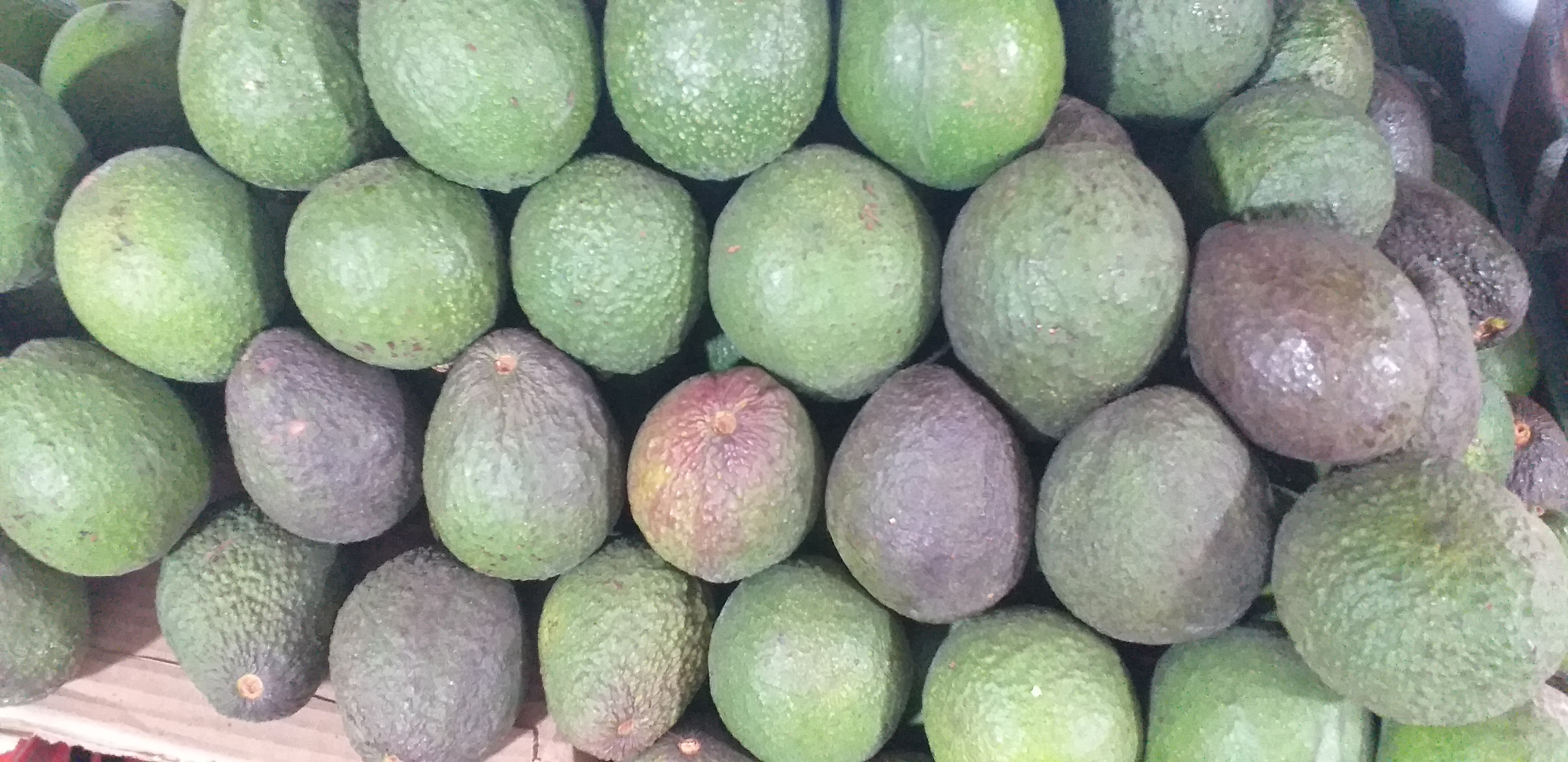 Aguacate hass