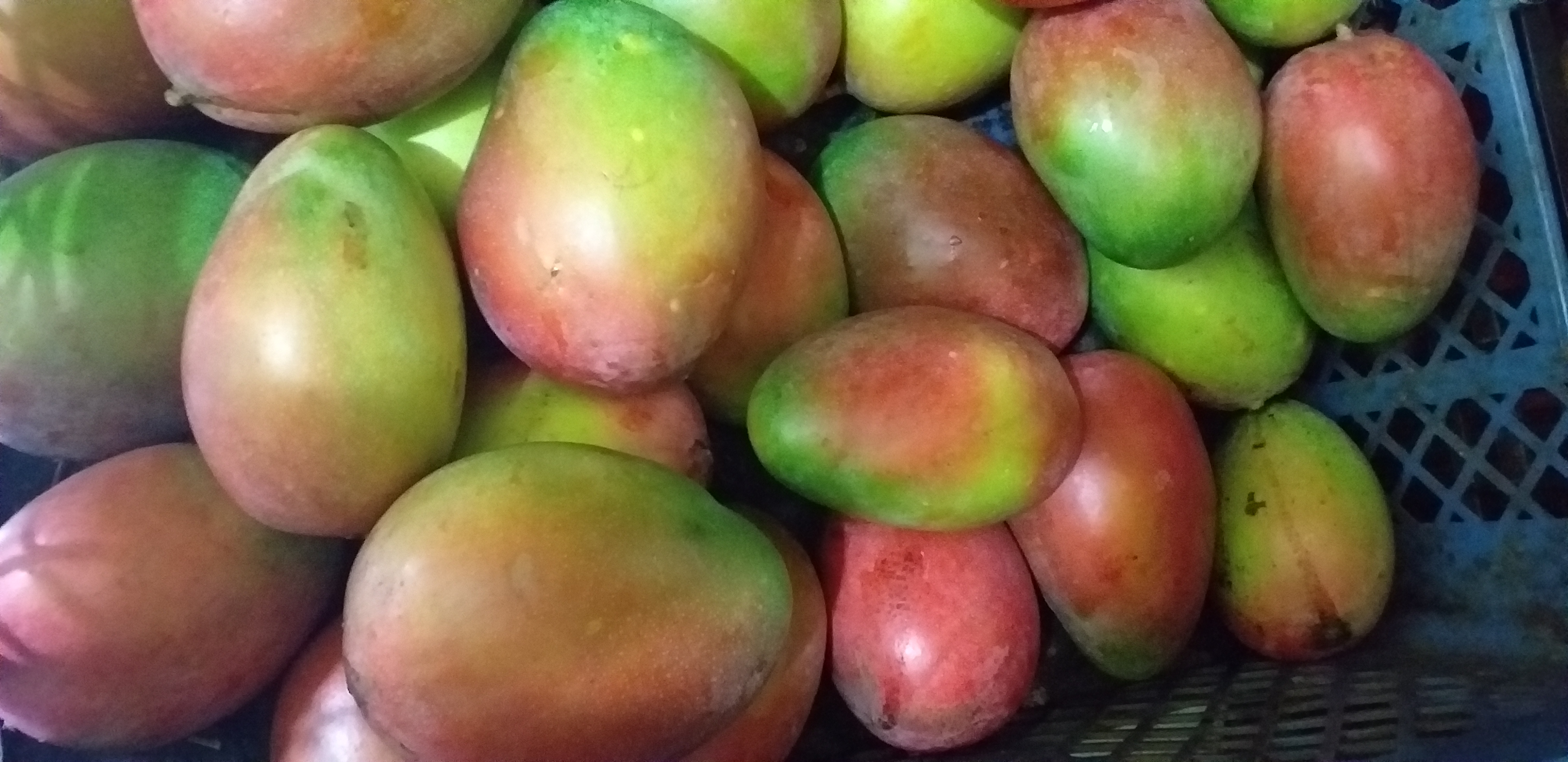 Mango farchi de 1ra