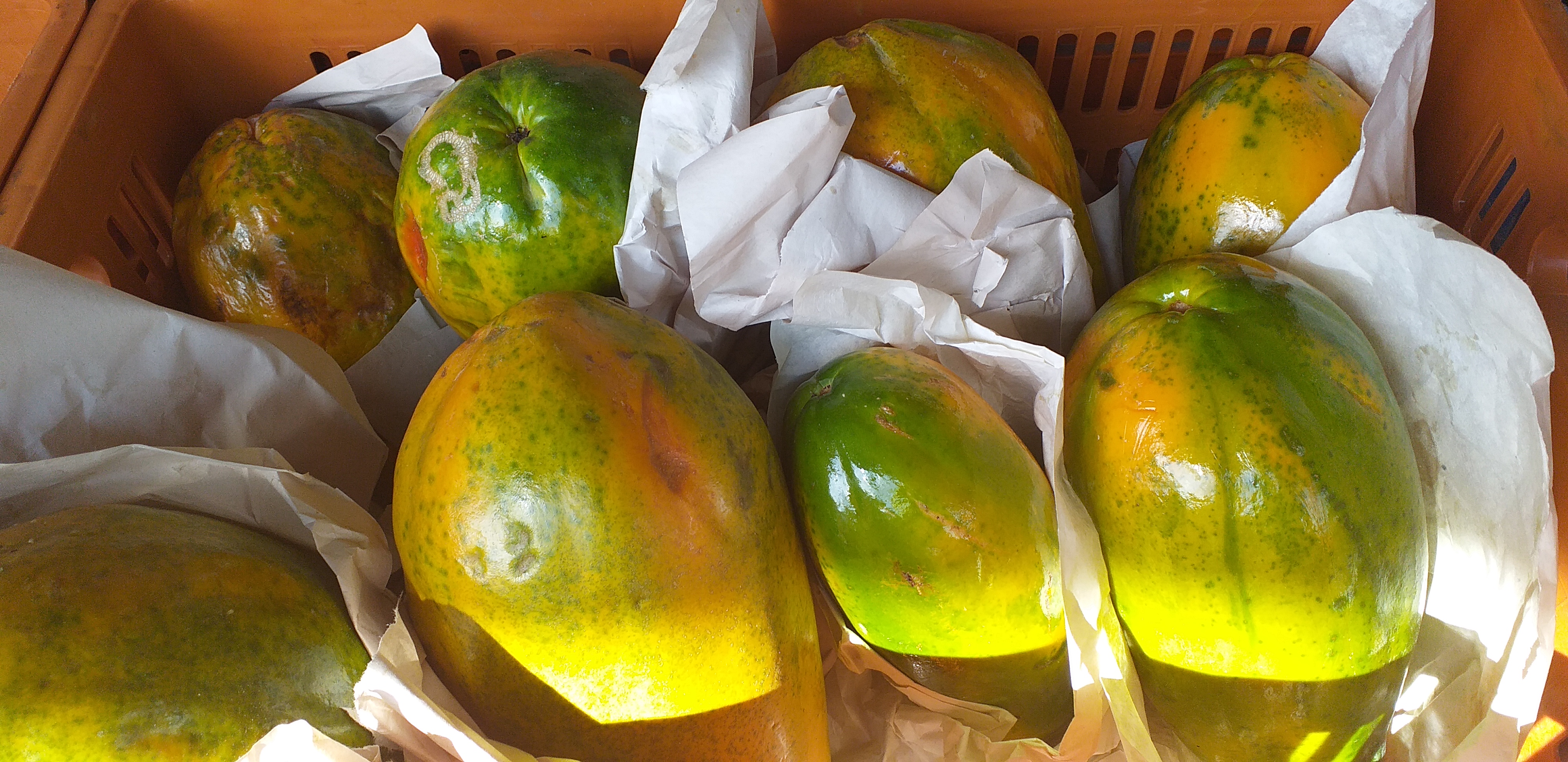 Papaya maradol