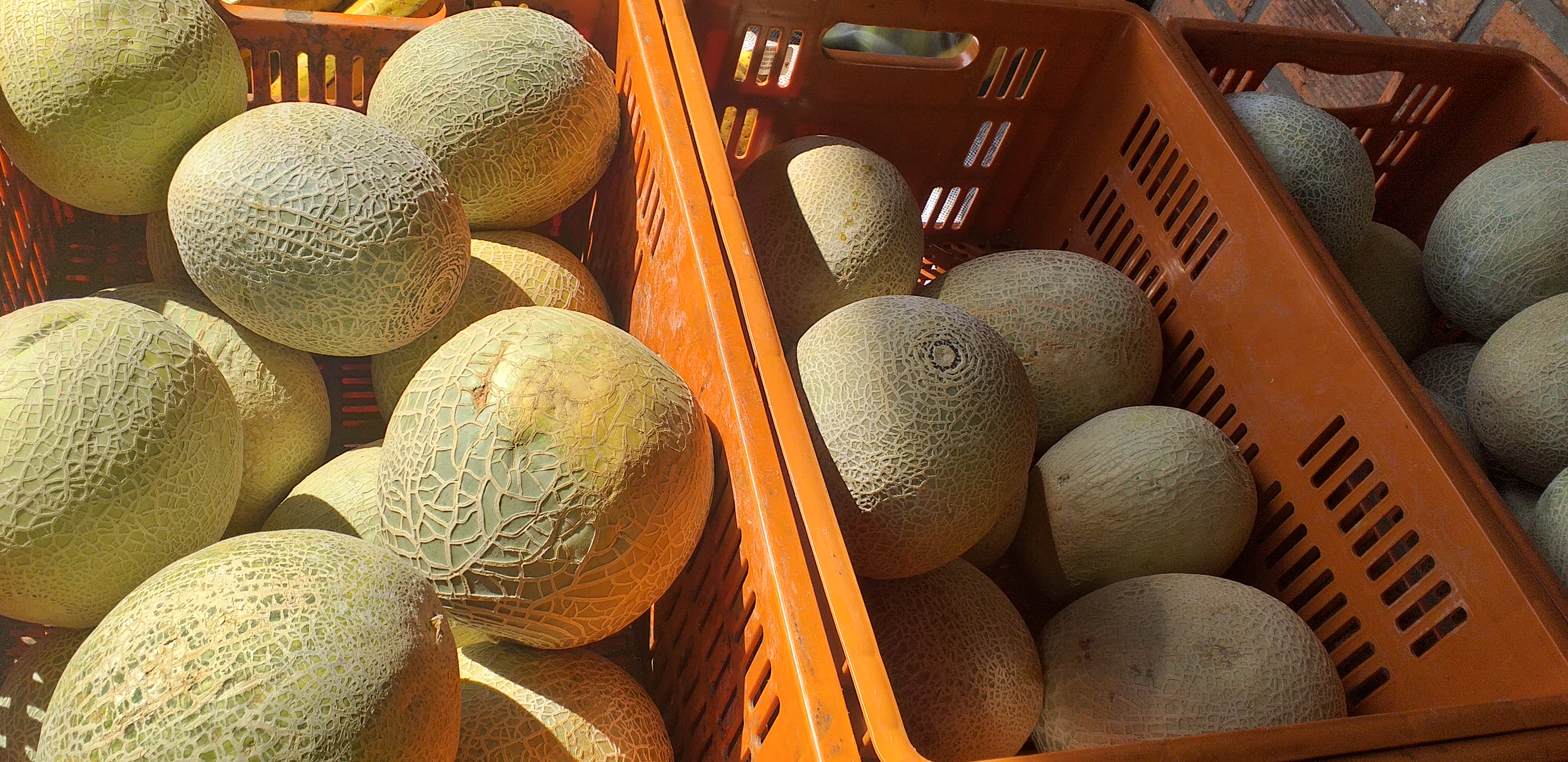Melon