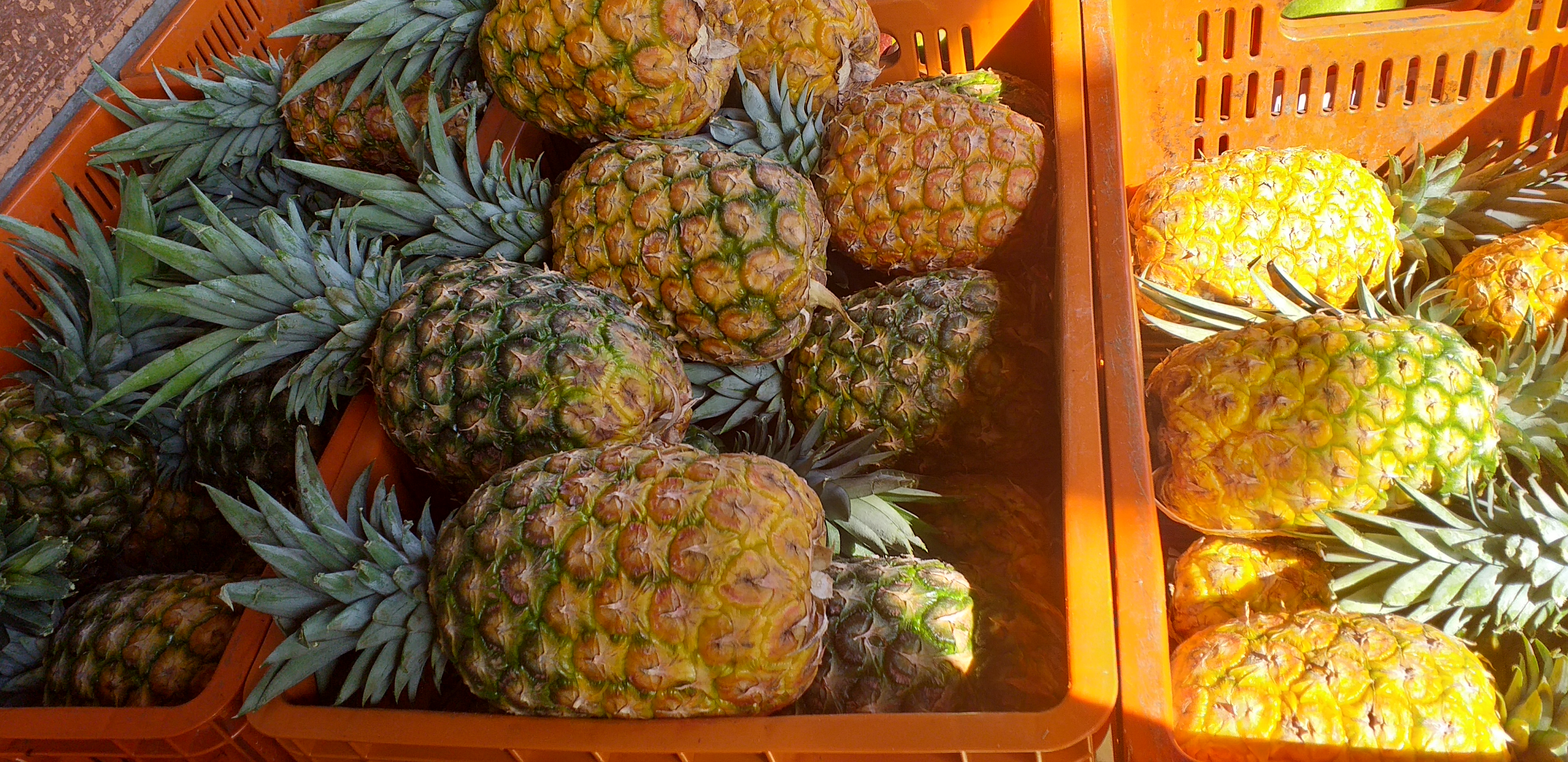 Piña oromiel