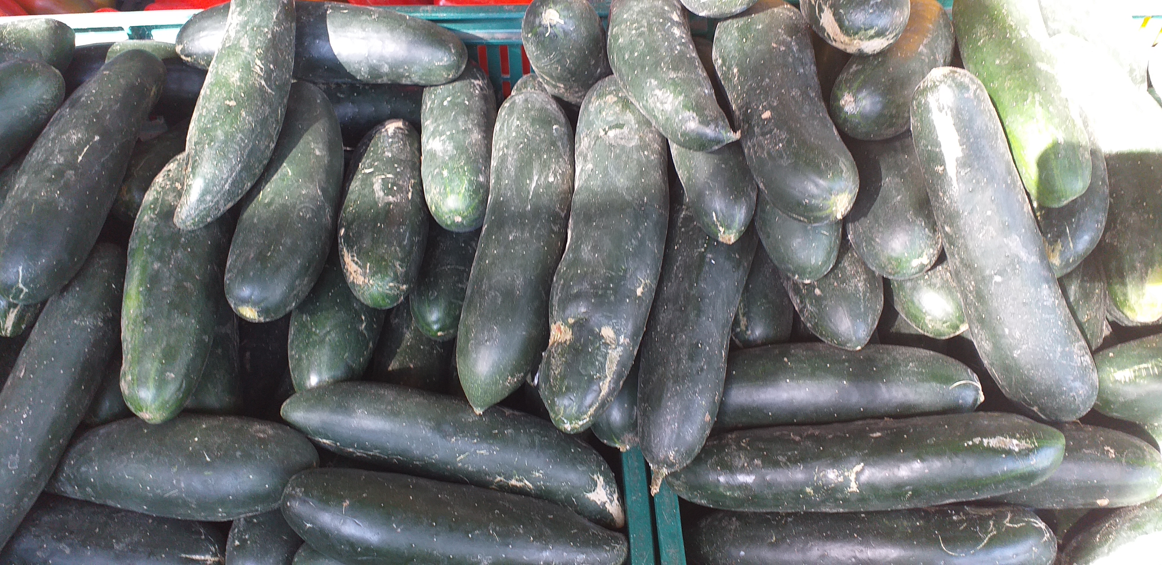 Pepino cohombro