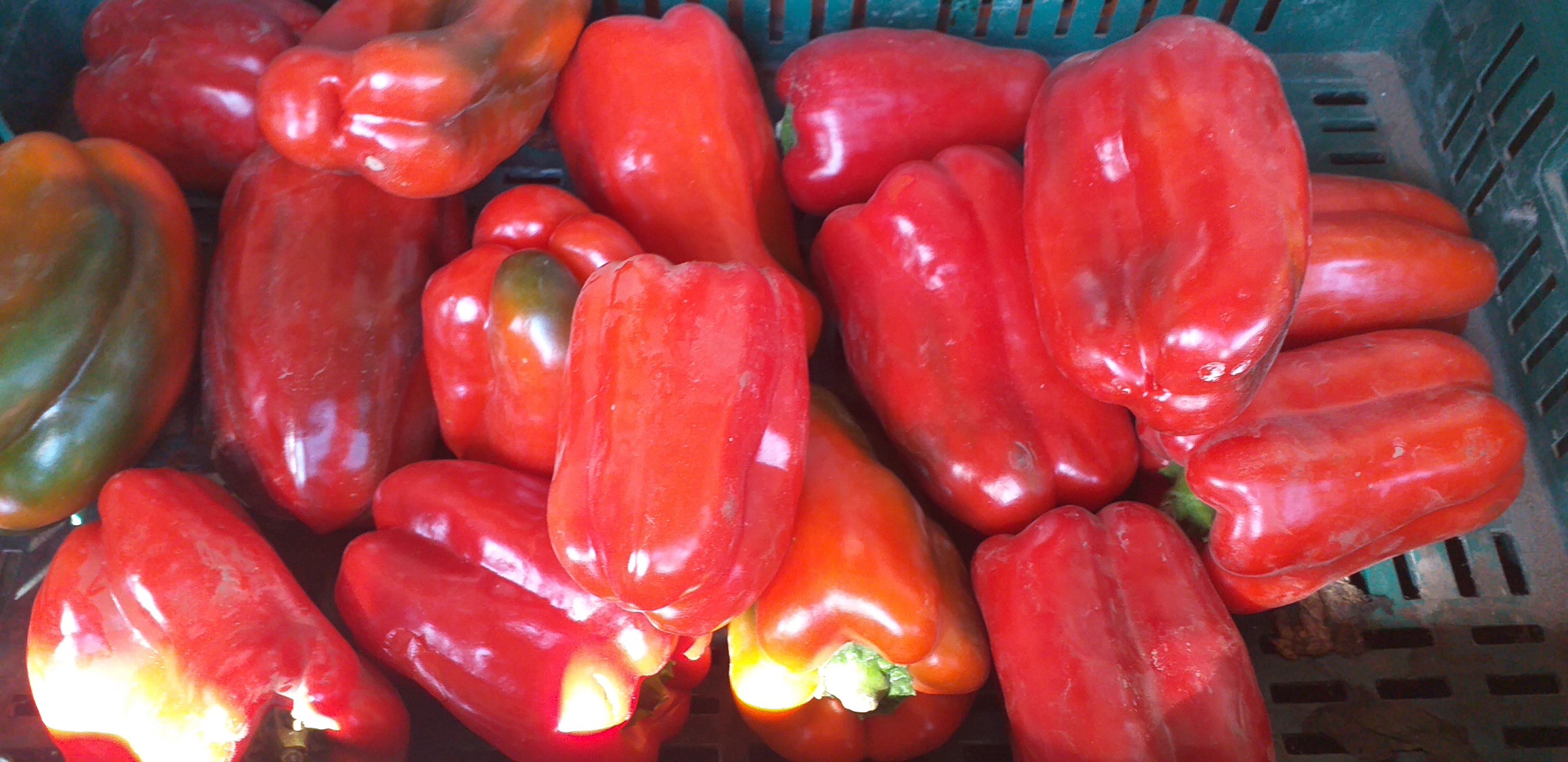Pimenton rojo