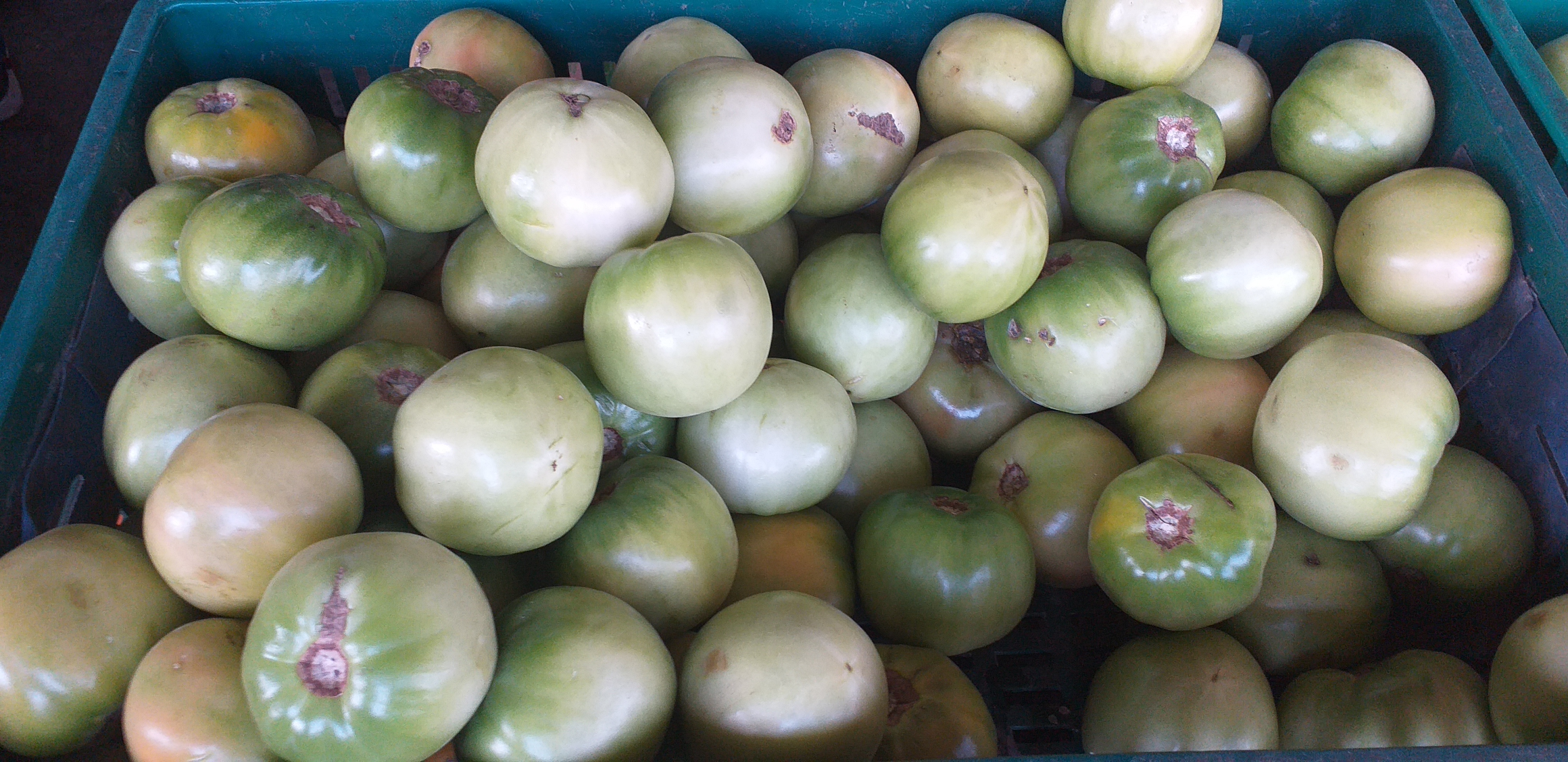 Tomate riñon