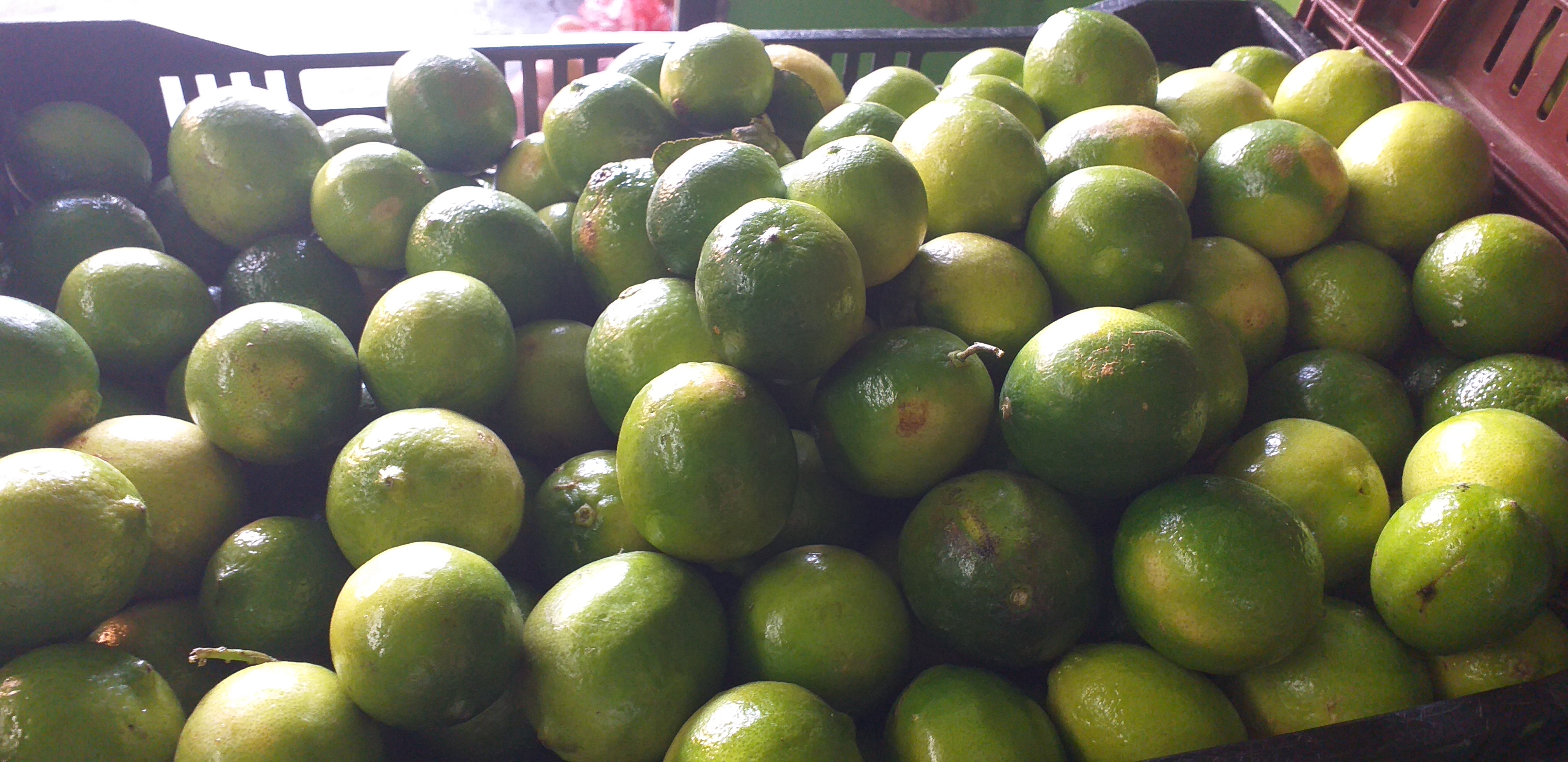 Limon tahiti de 1ra