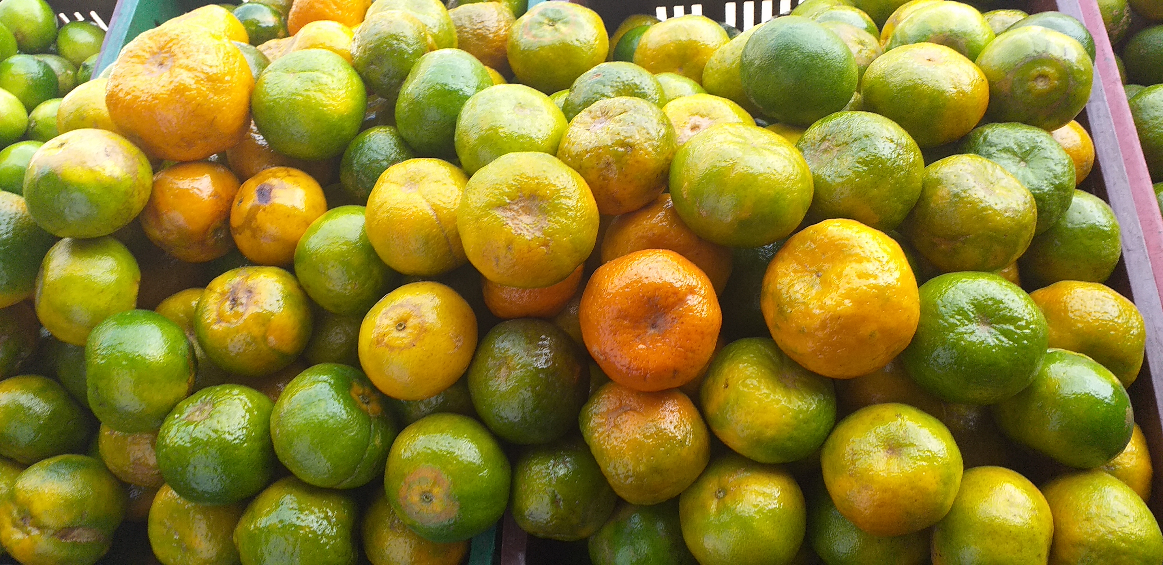 Mandarina oneca