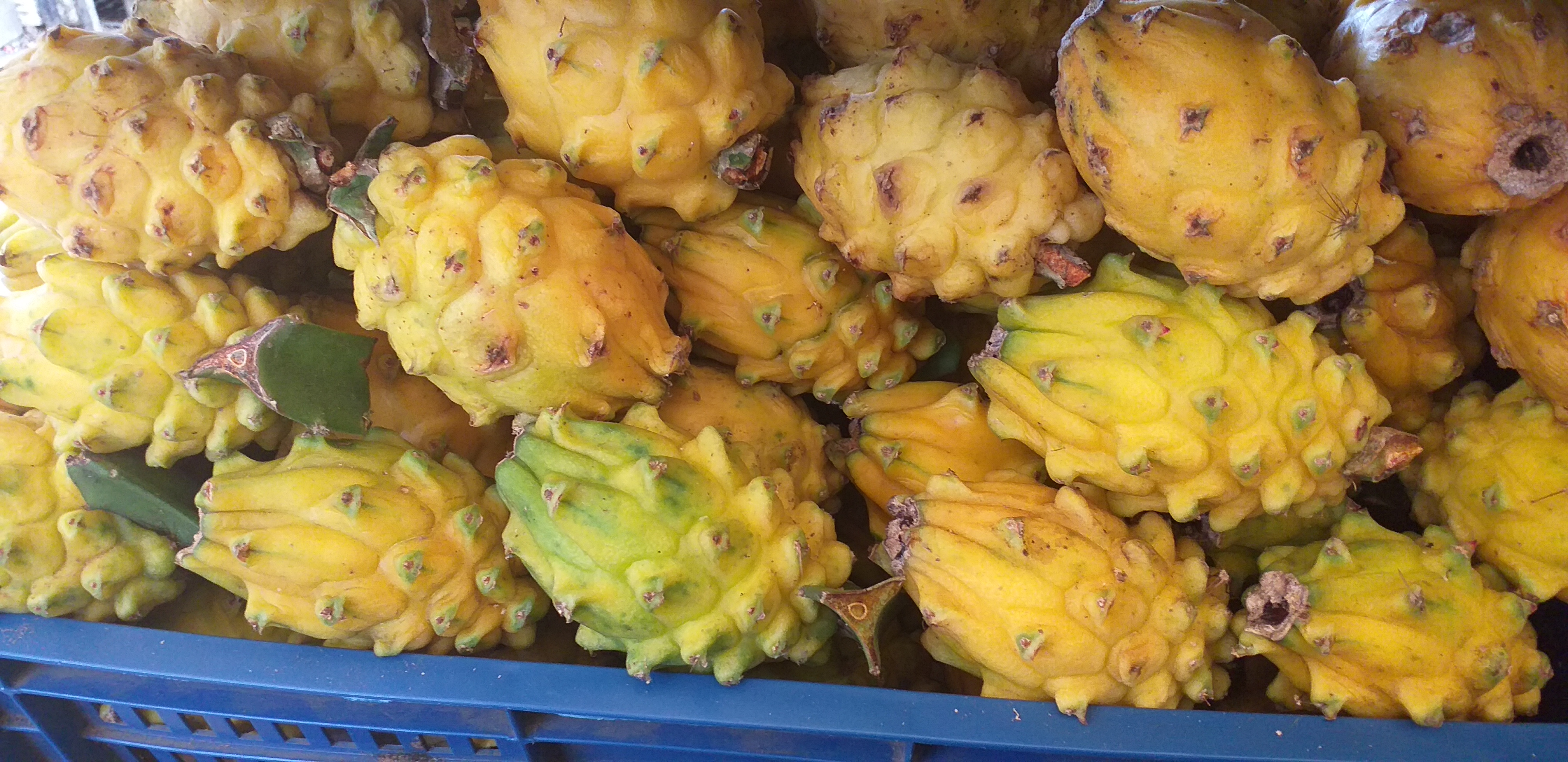 Pitahaya nacional