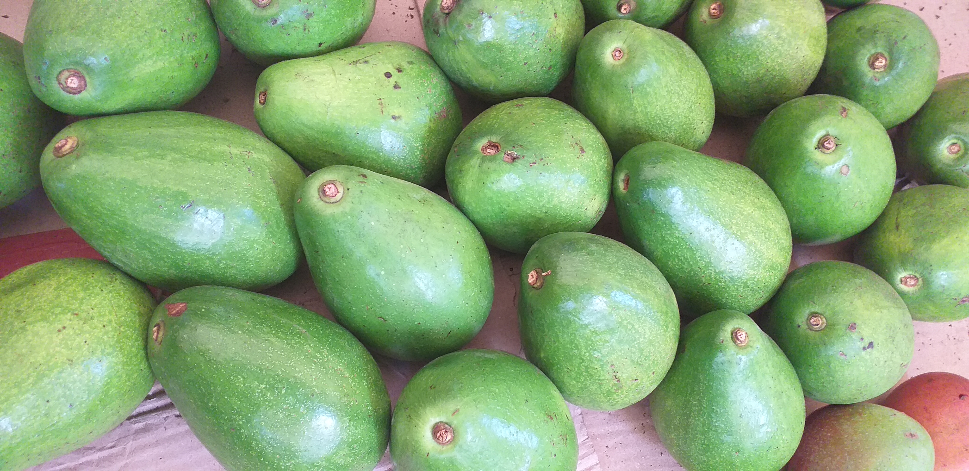 Aguacate papelillo