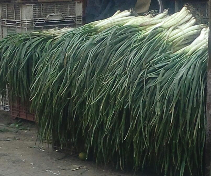 Cebolla larga