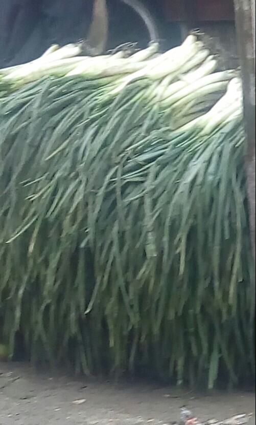 Cebolla larga