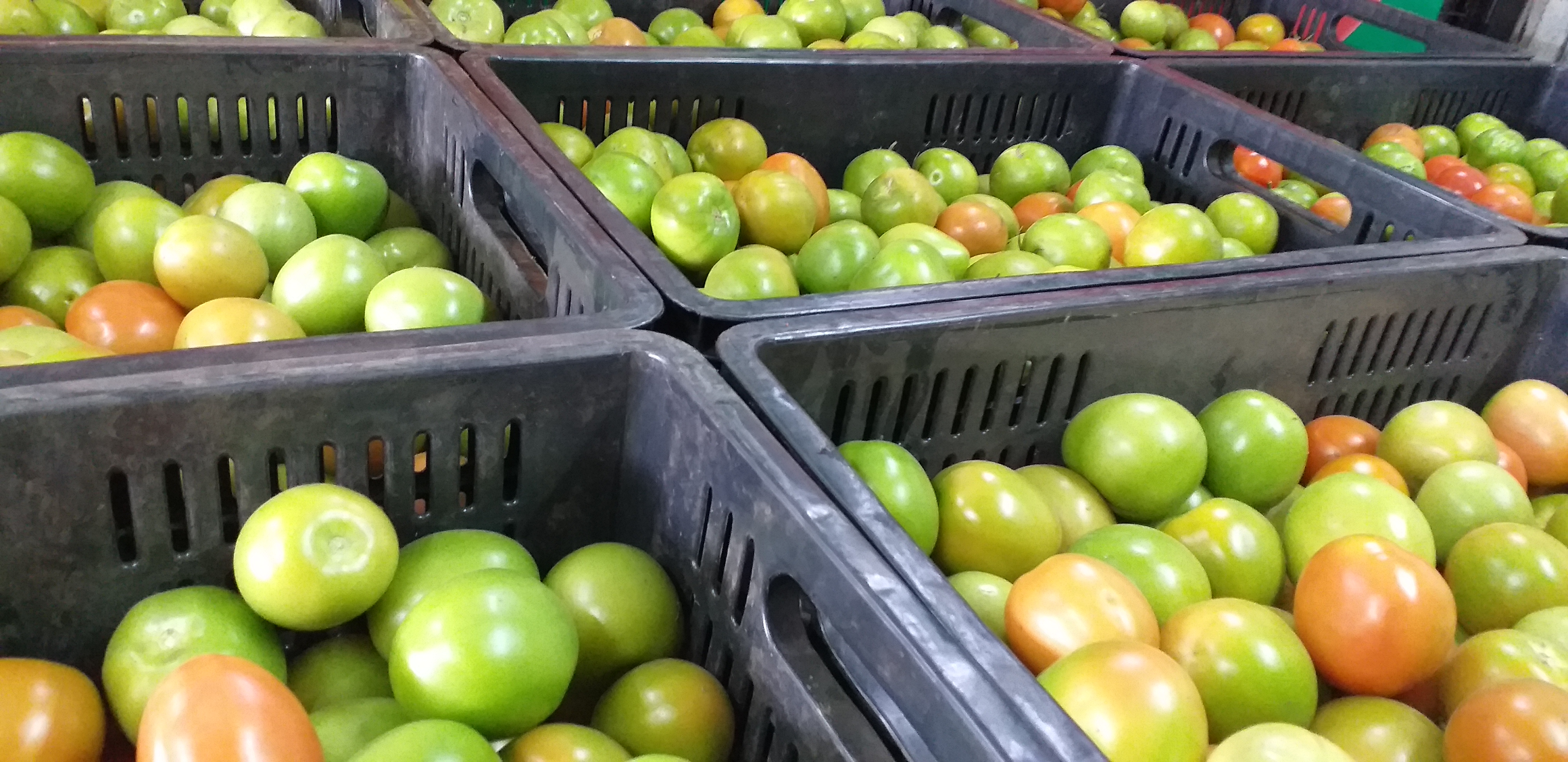 Tomate extra bajon