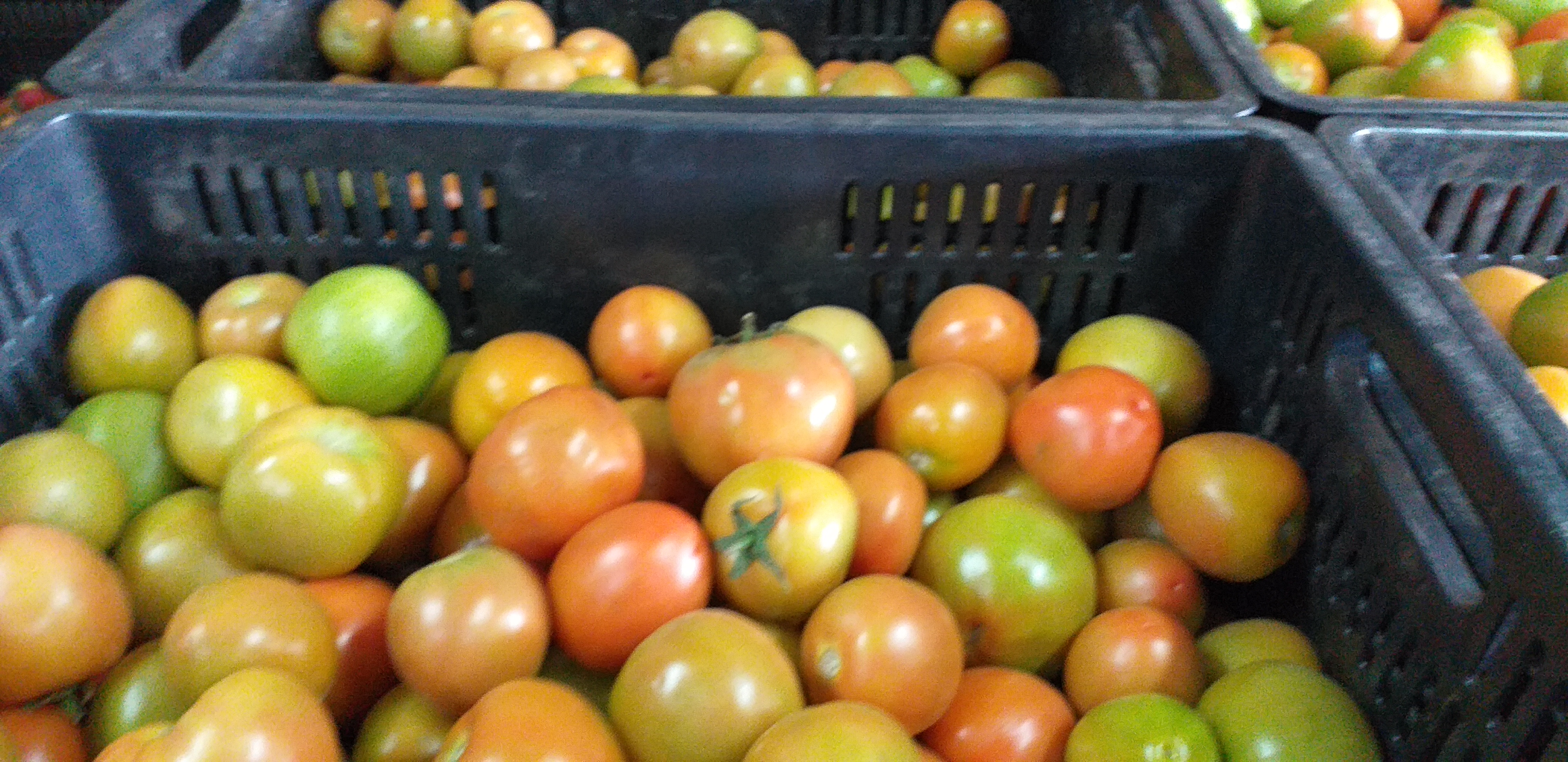 Tomate chonto de 1ra
