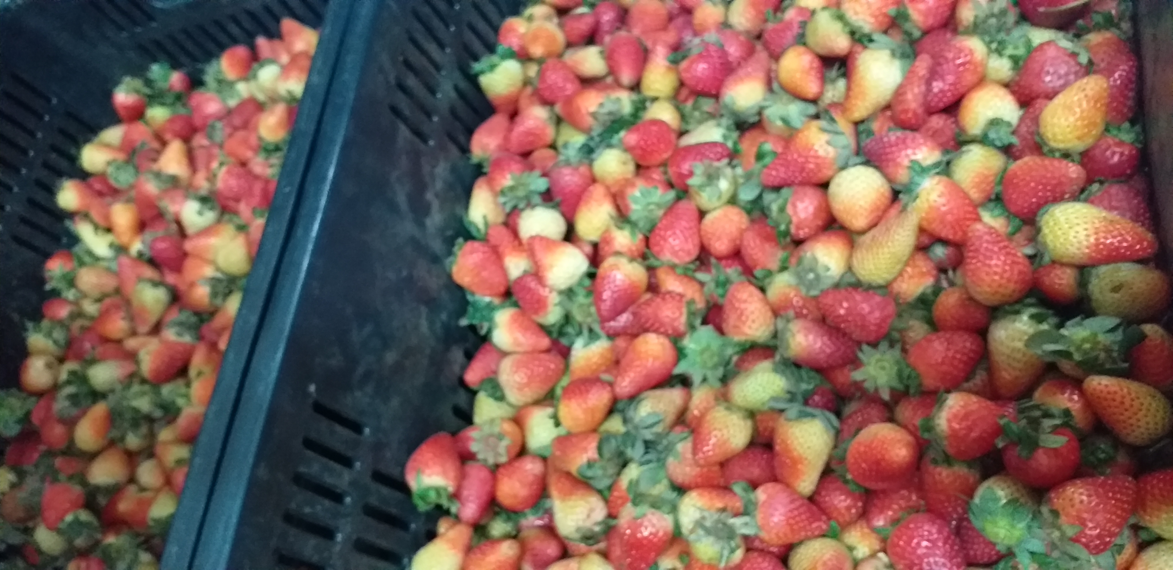 Fresas de 3ra