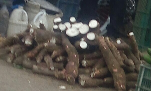 Yuca