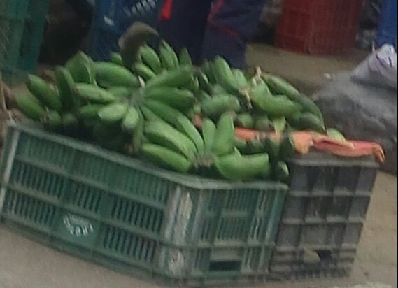 Colicero