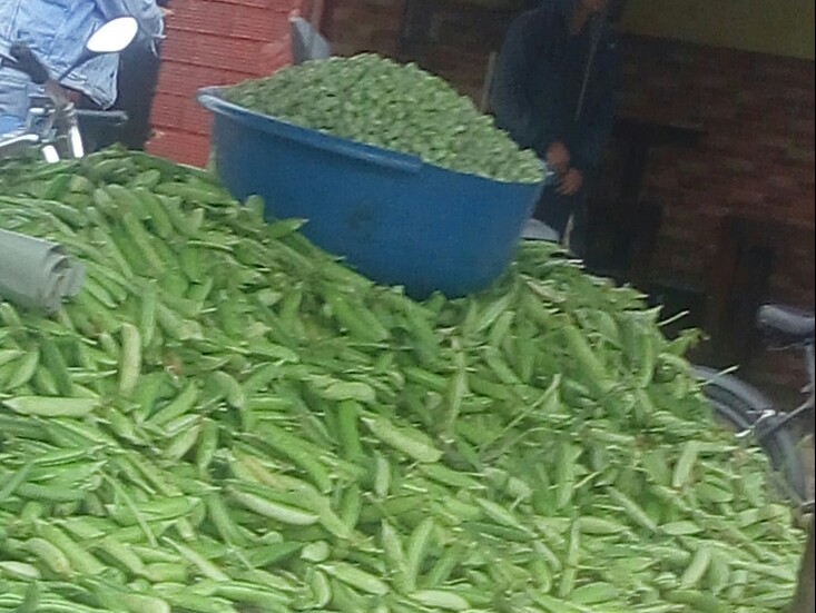 Arveja en cascara