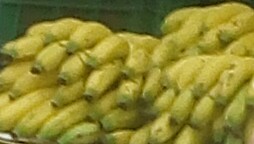 Banano criollo