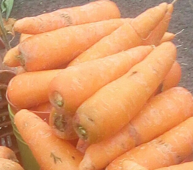 Zanahorias