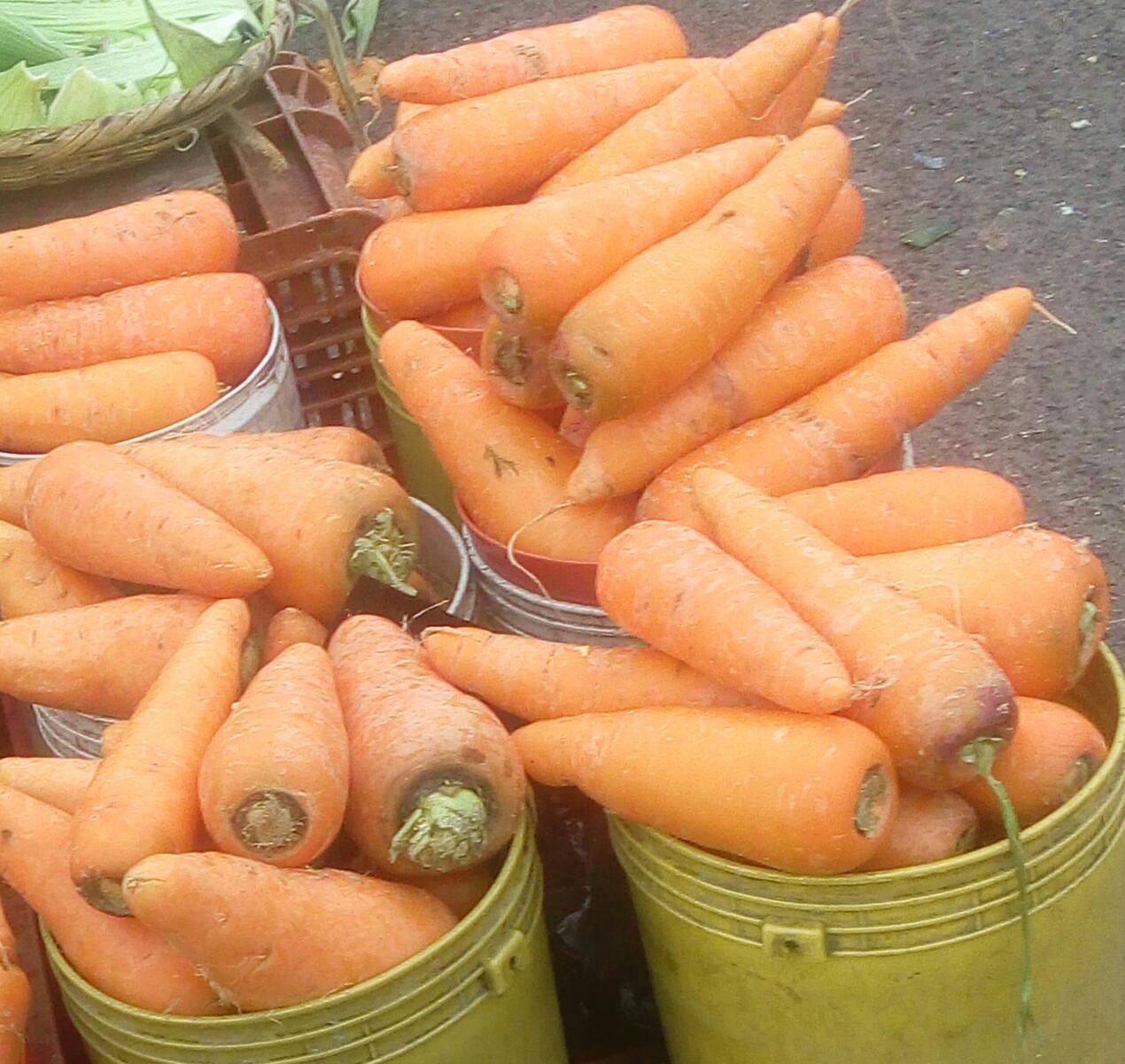 Zanahoria