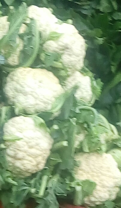 Coliflor