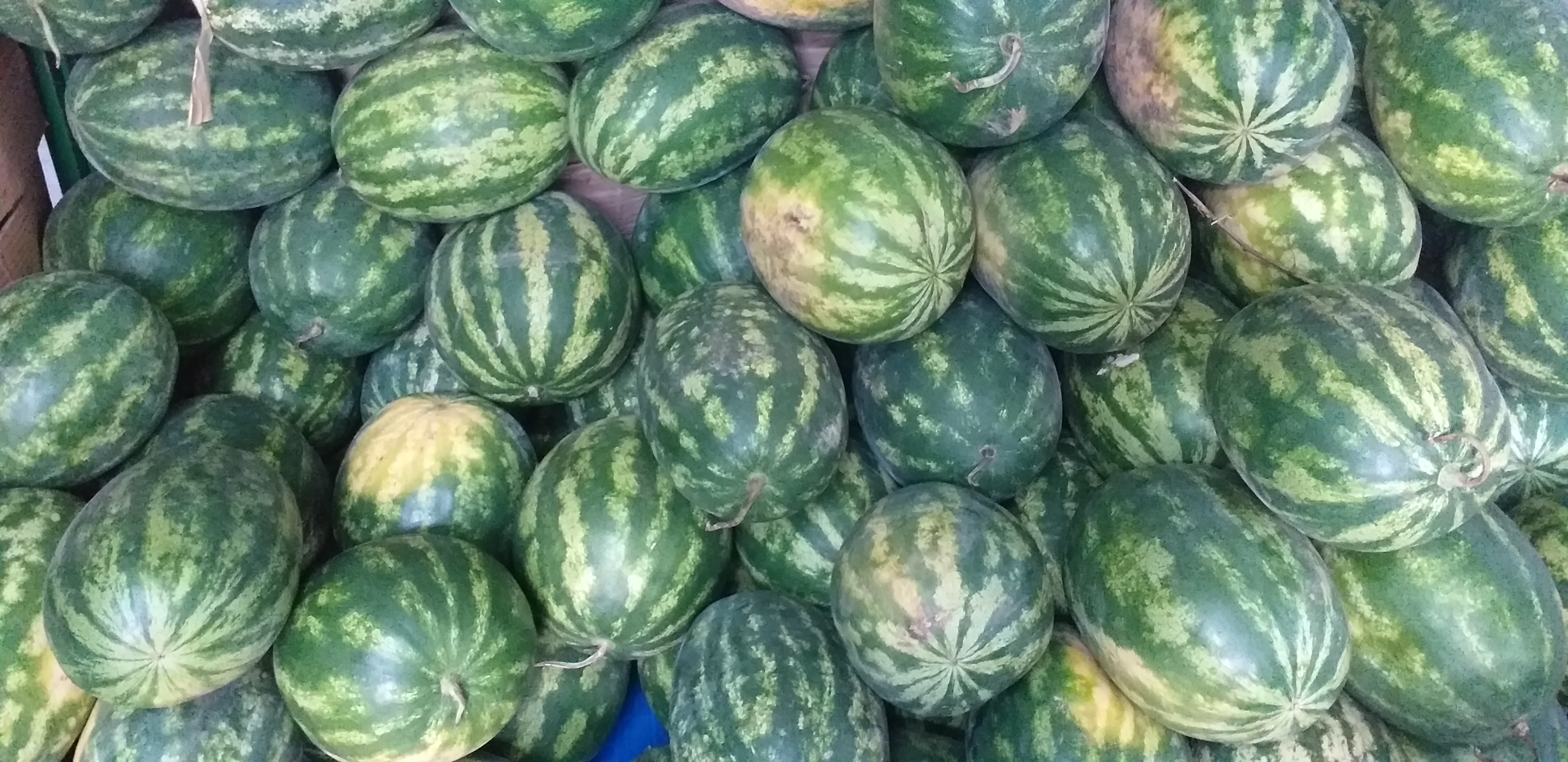 Sandia delgada