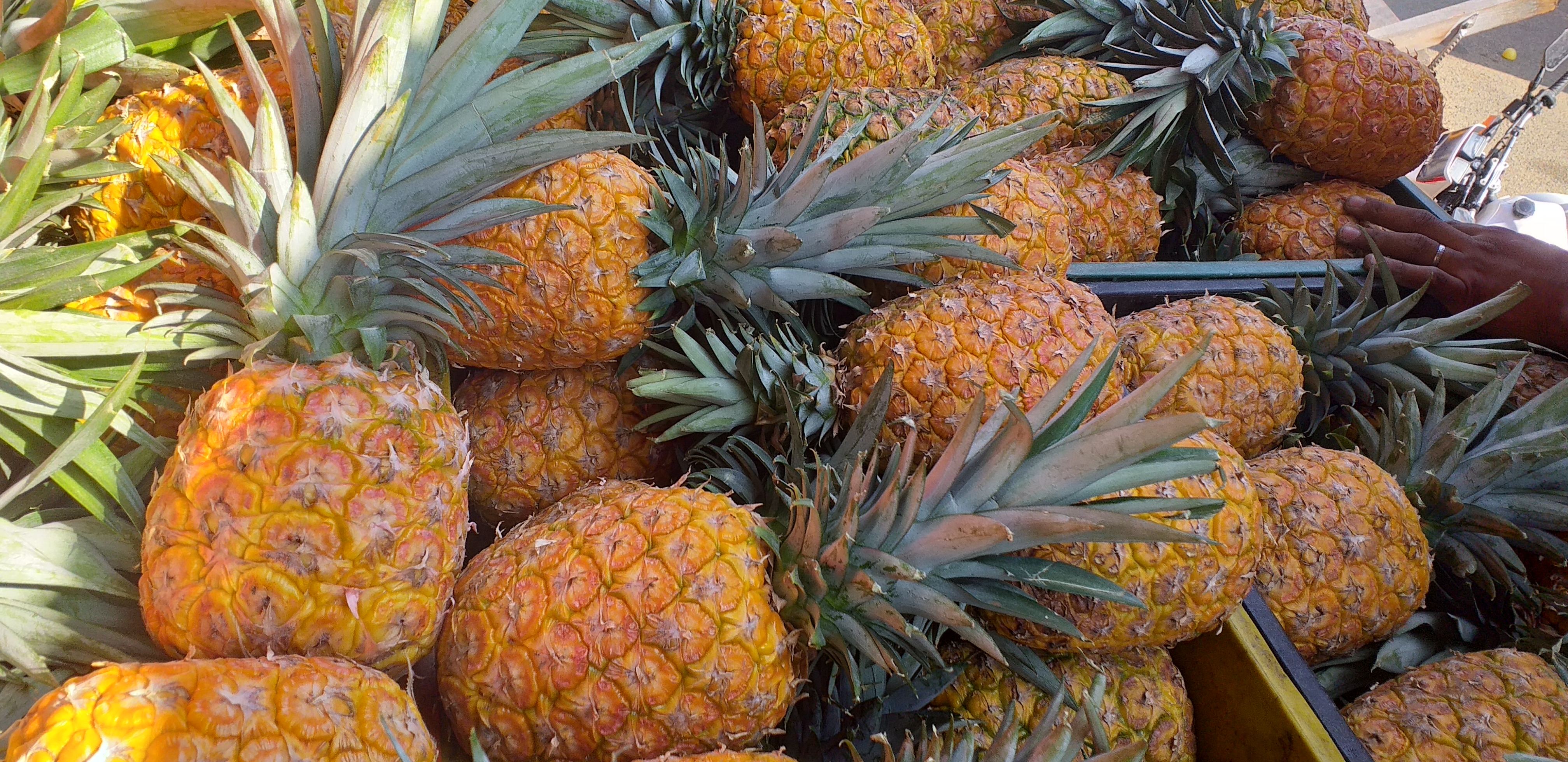 Piña oromiel