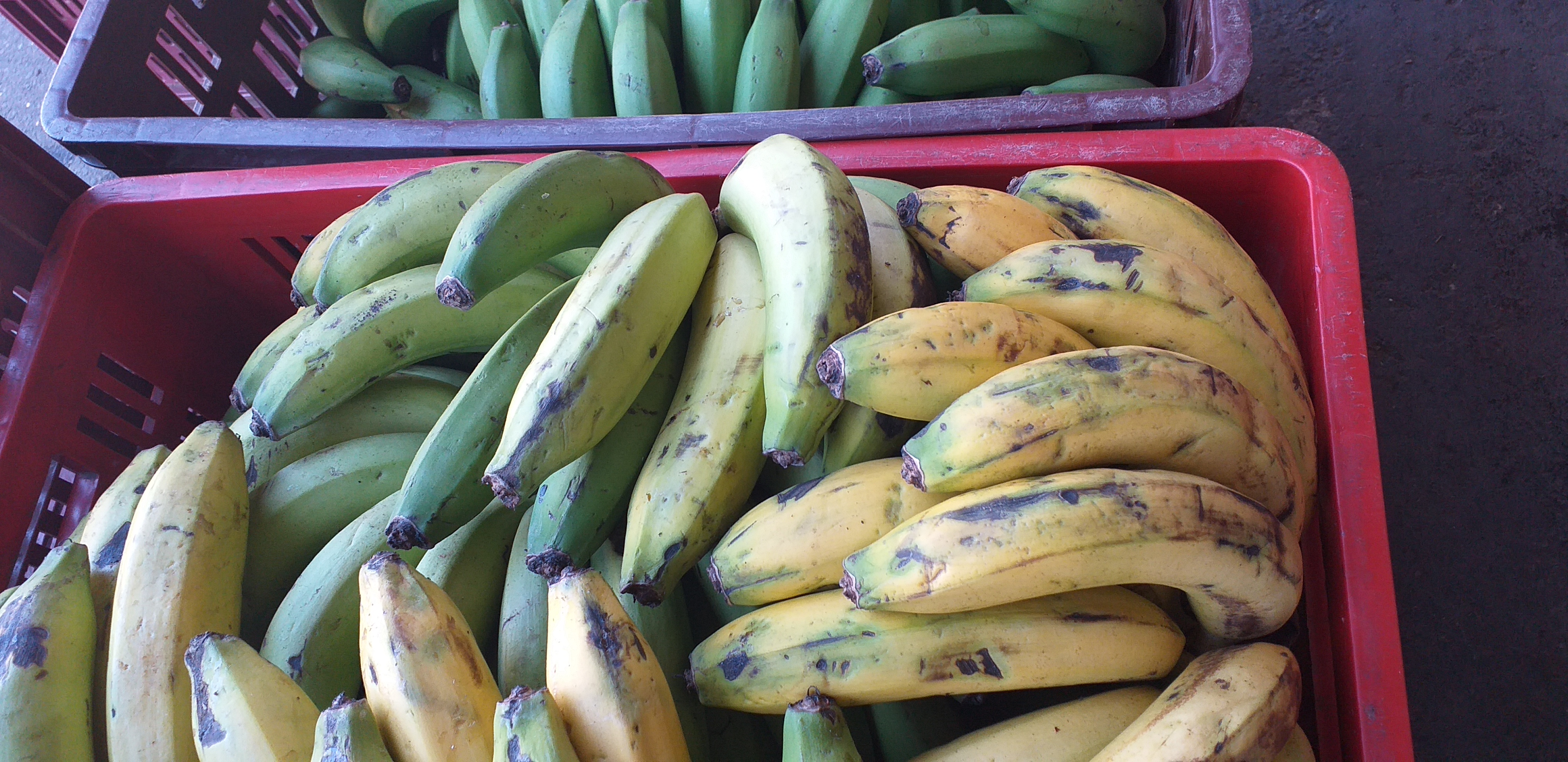 Banano criollo