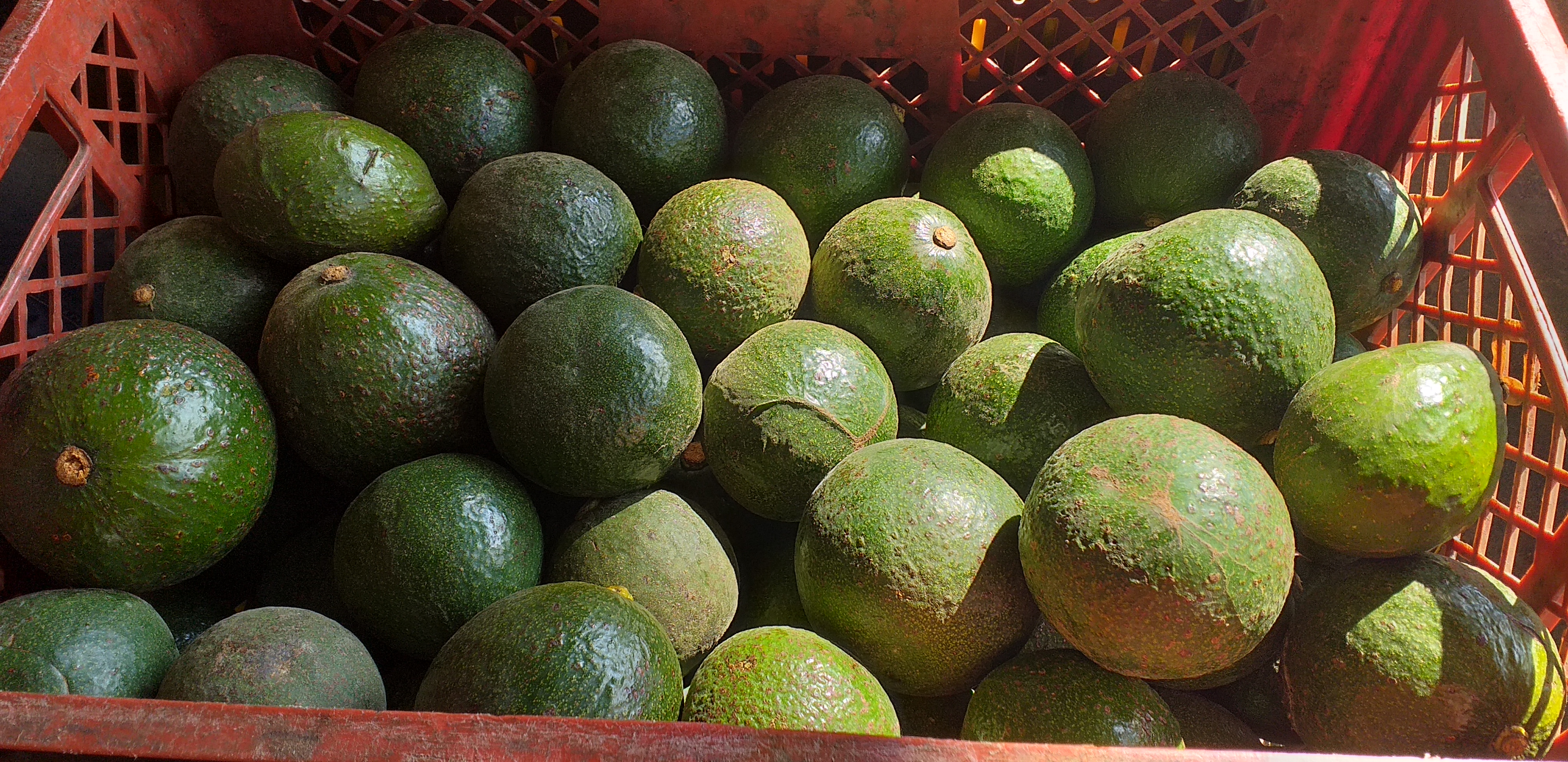 Aguacate reed