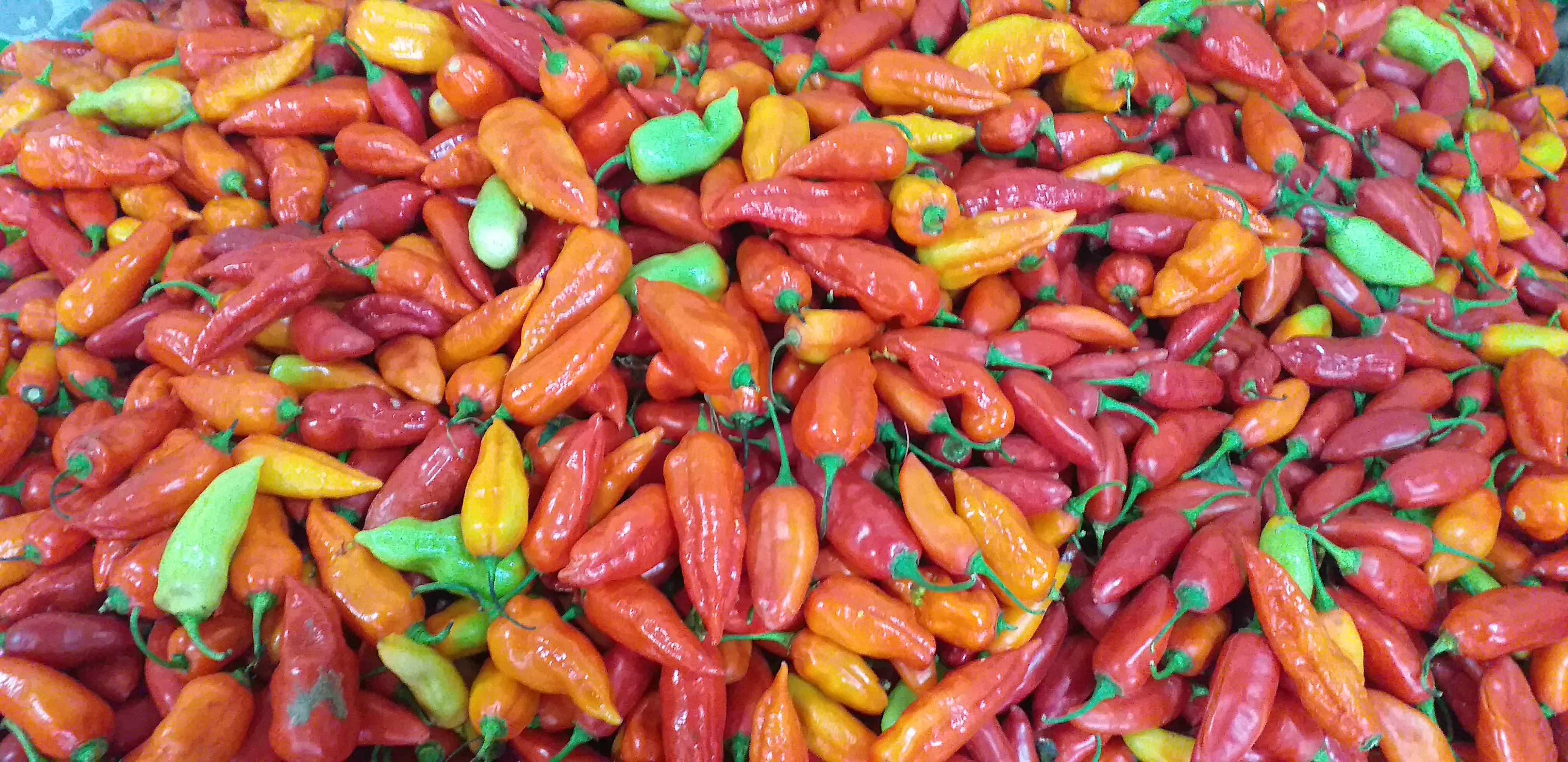 Aji dulce