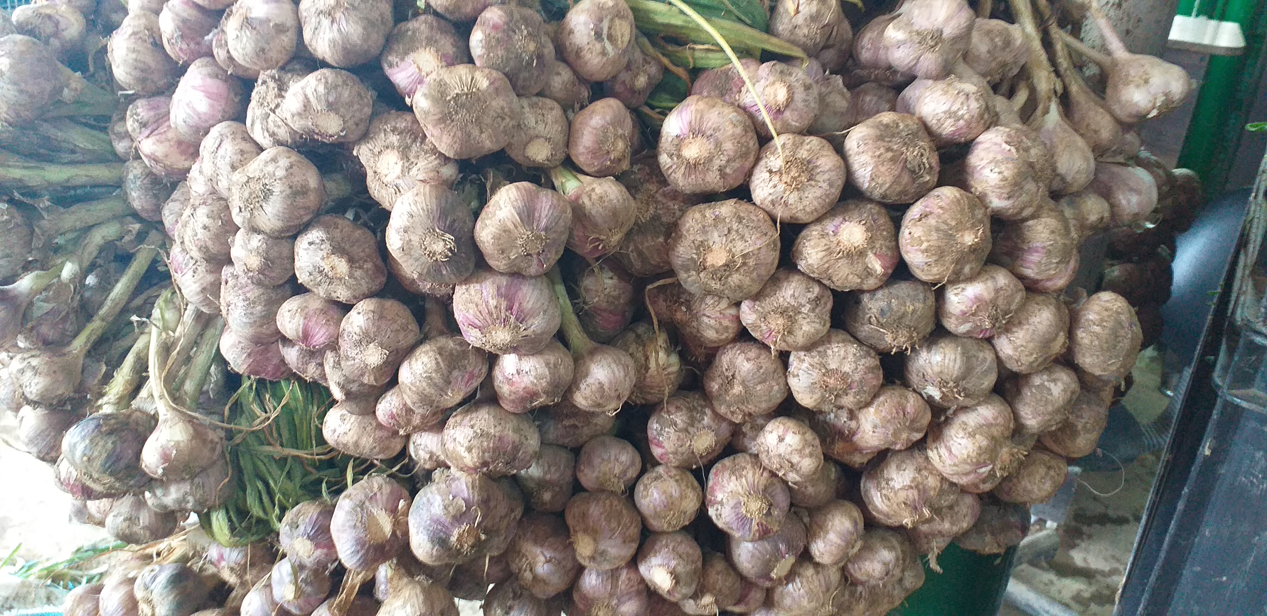 Ajo criollo