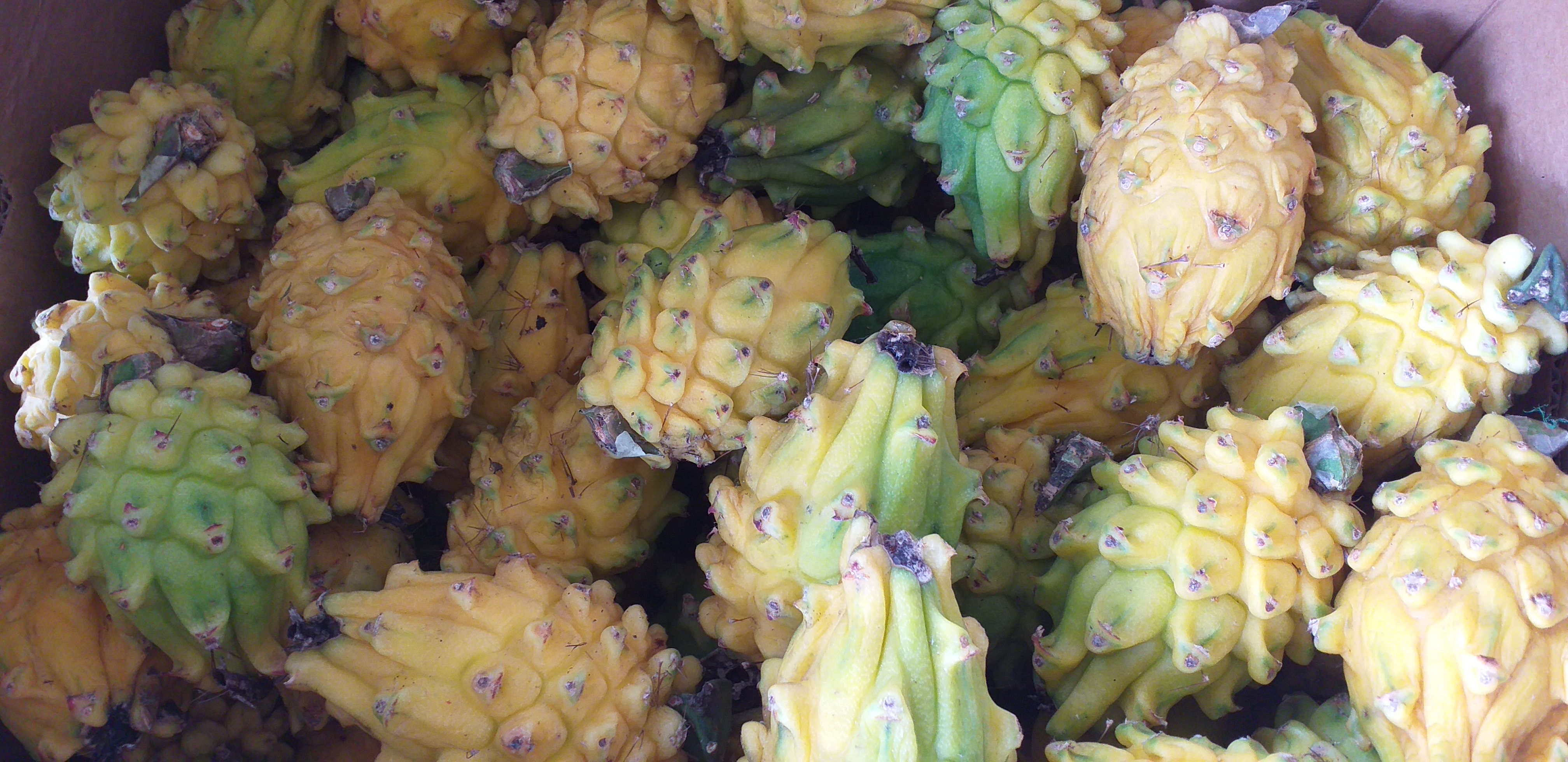 Pitahaya nacional