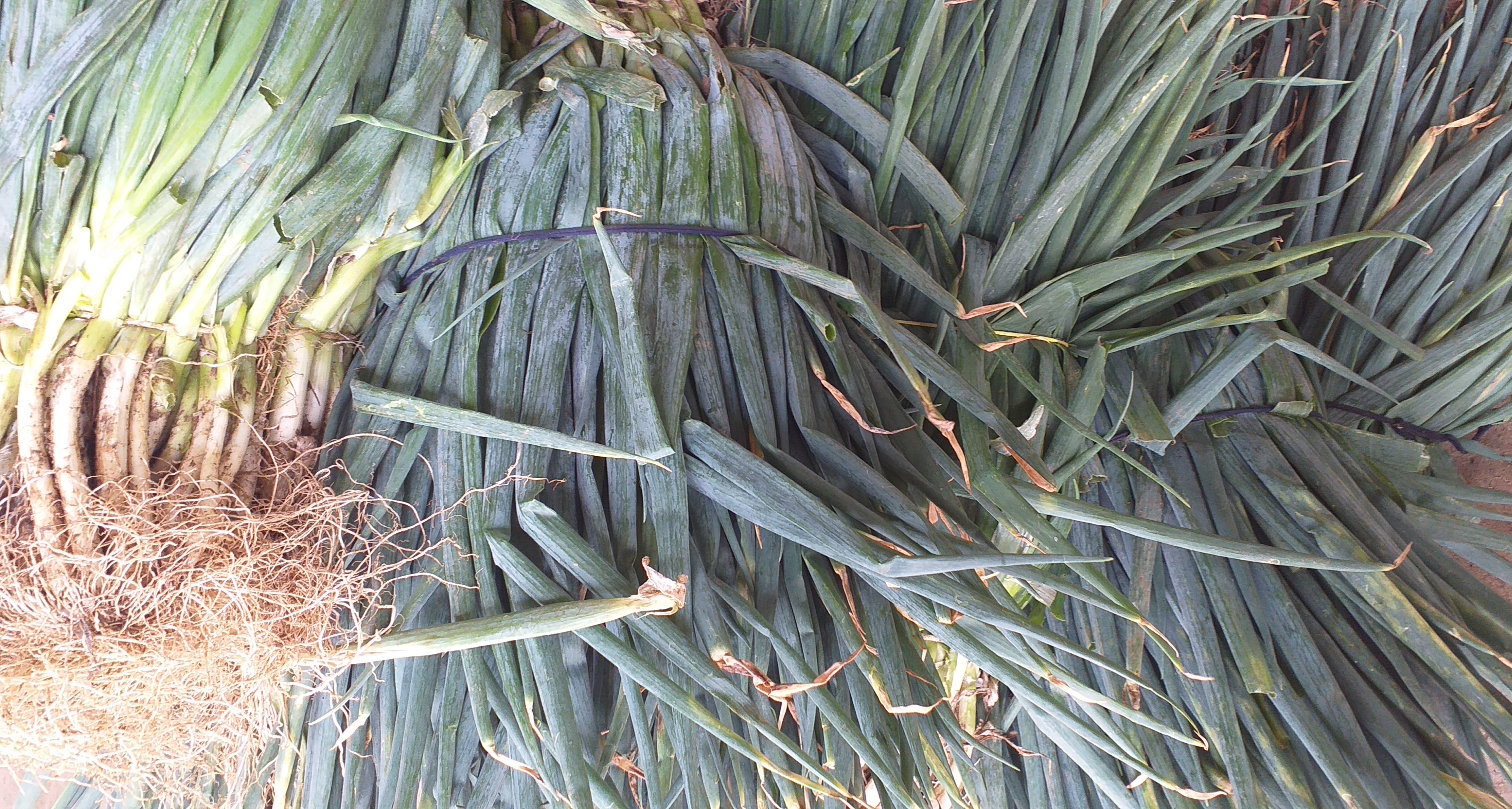 Cebolla de rama