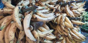 Platano maduro