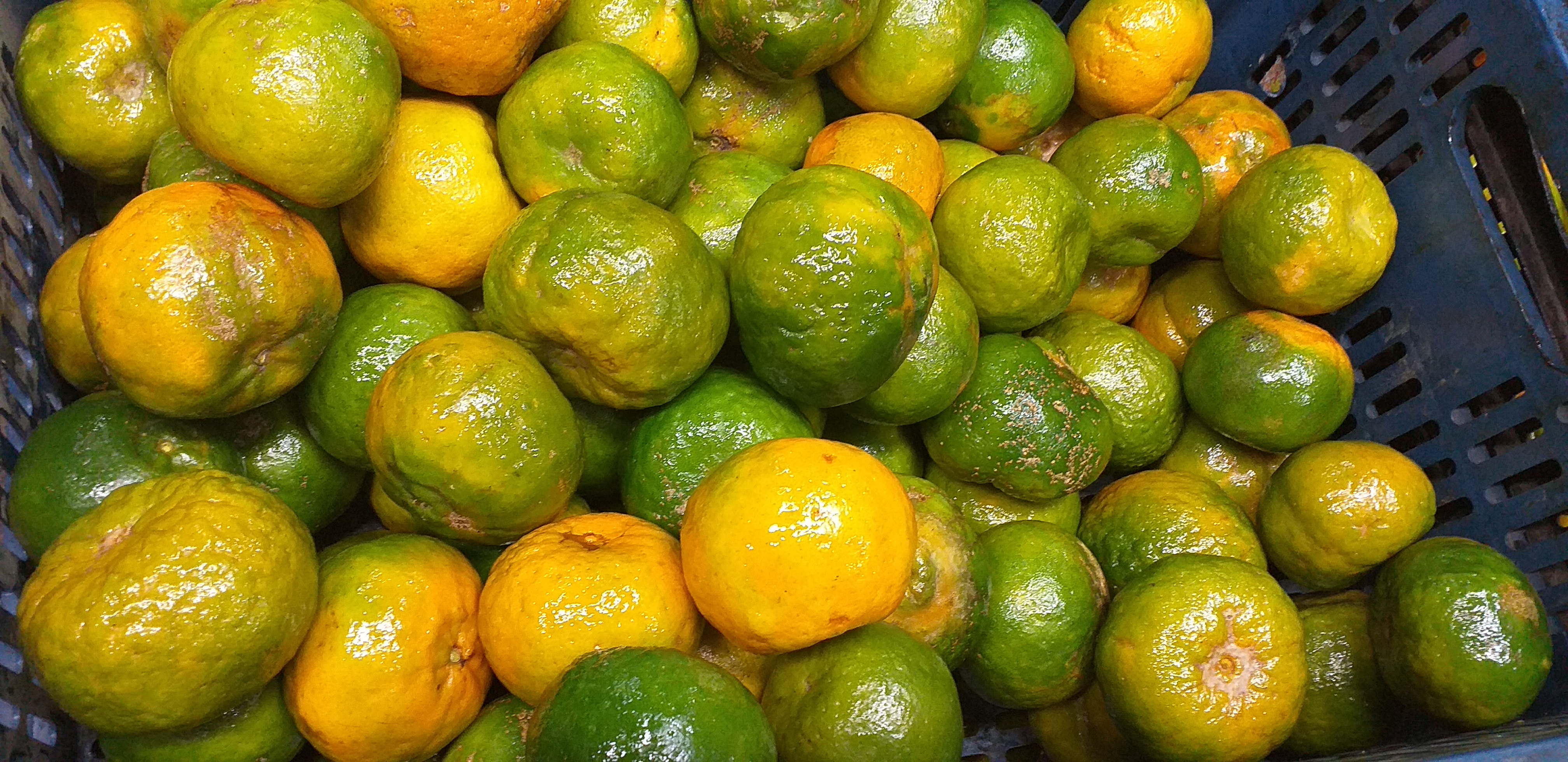 Mandarina oneca 2da