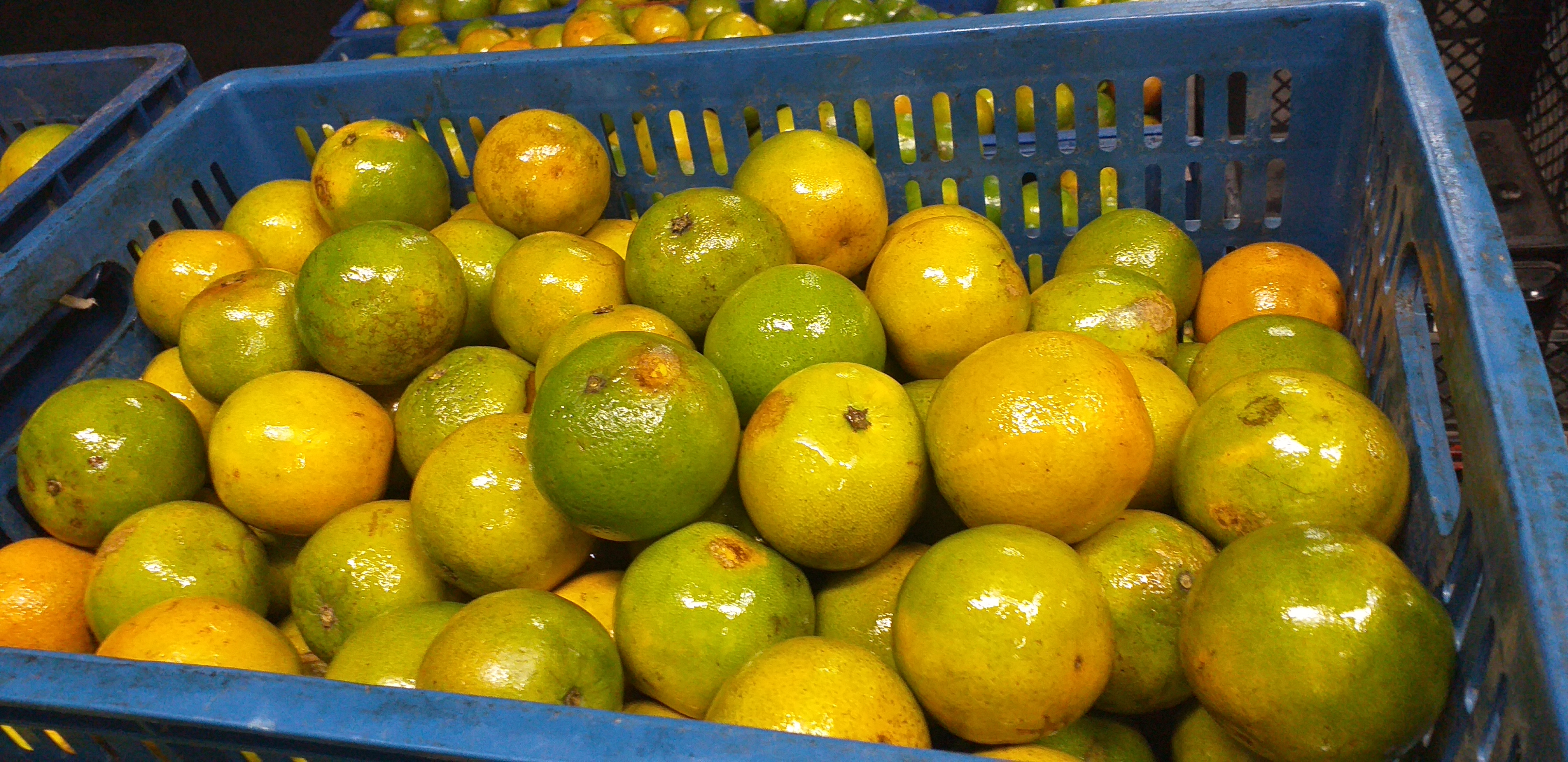 Naranja valencia