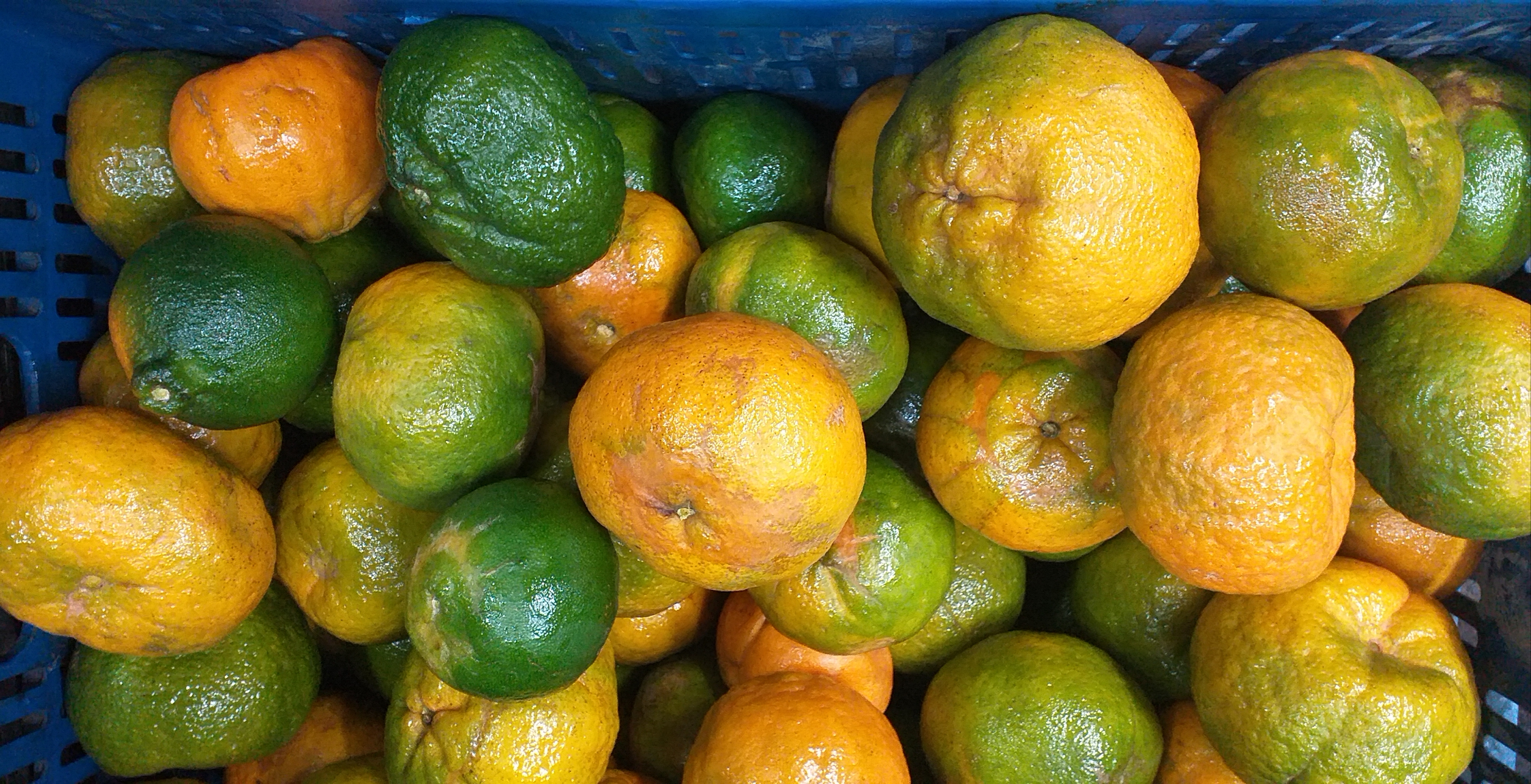 Mandarina oneca