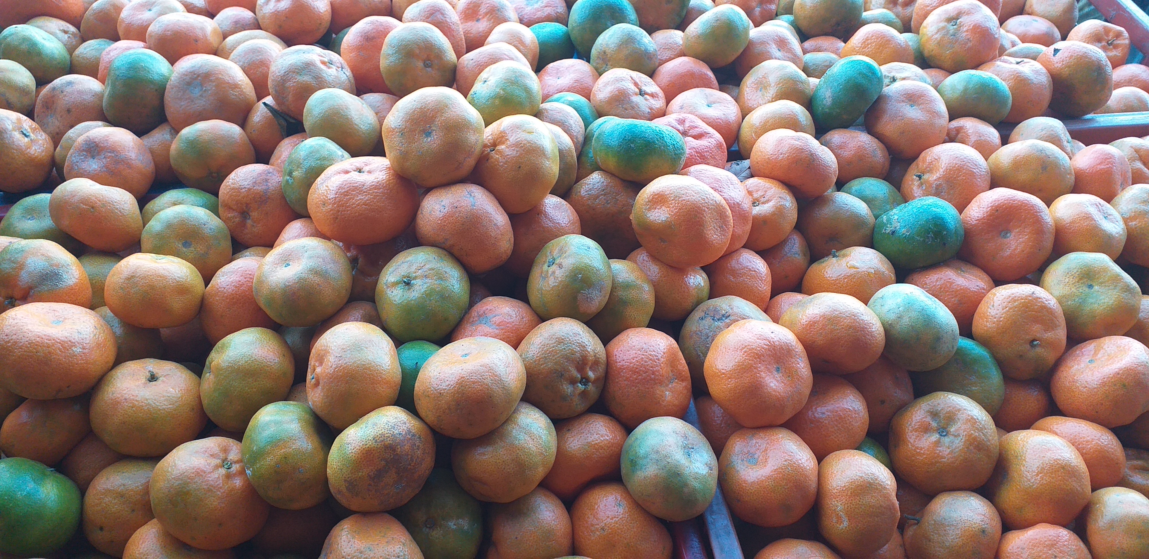 Mandarina arrayana