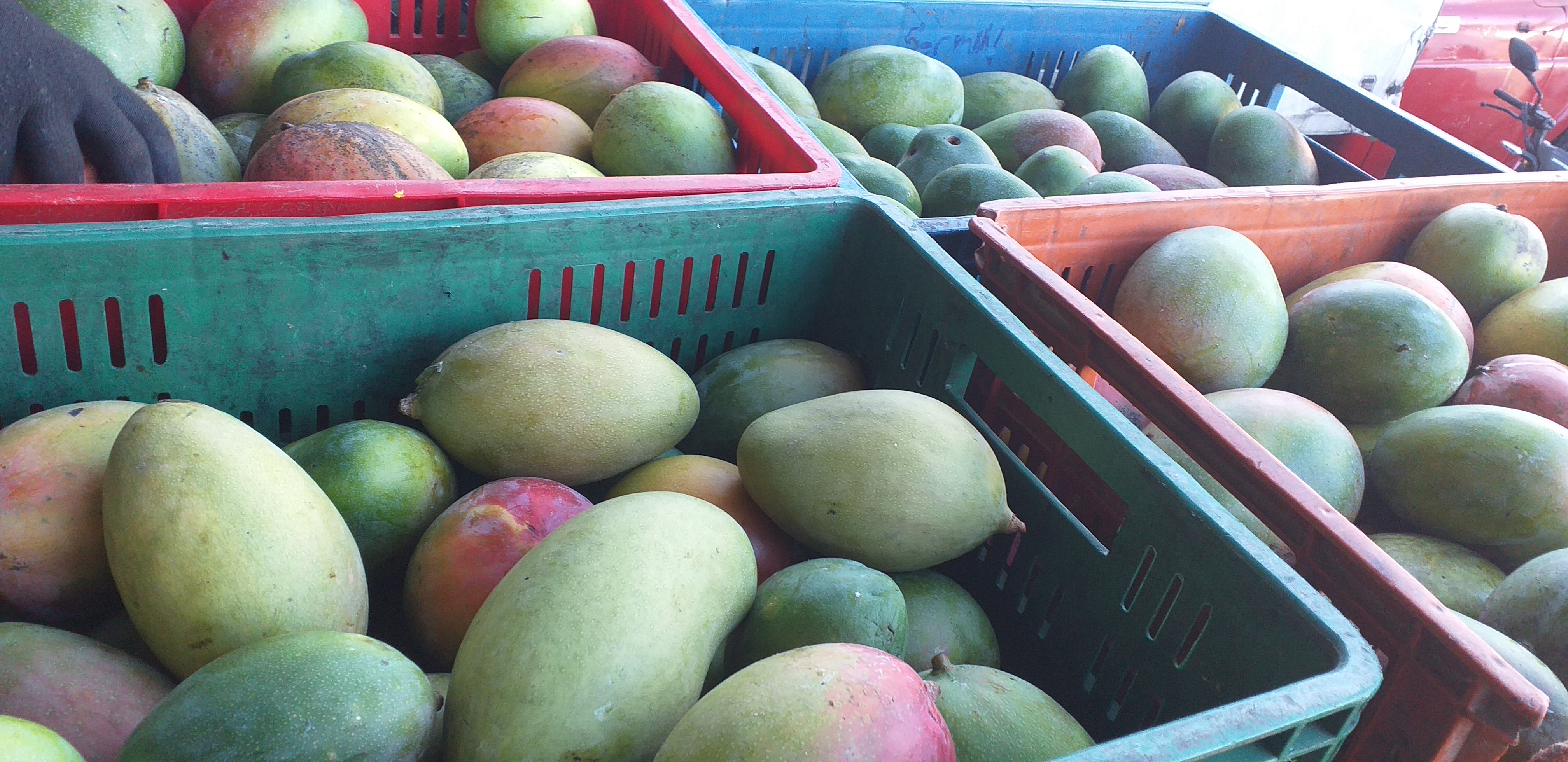 Mango farchi