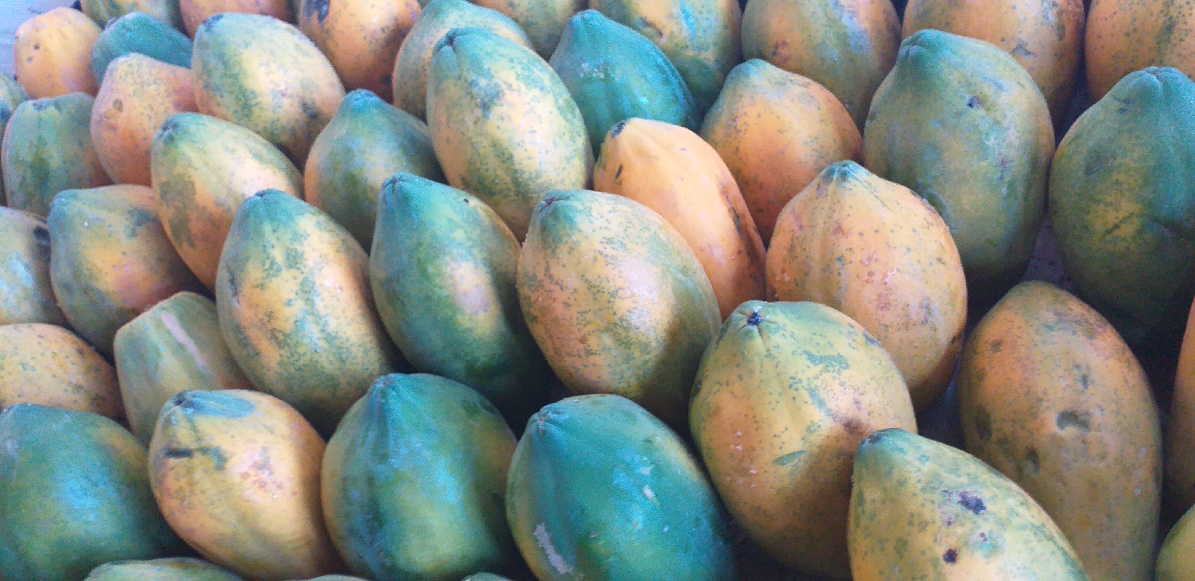 Papaya costeña