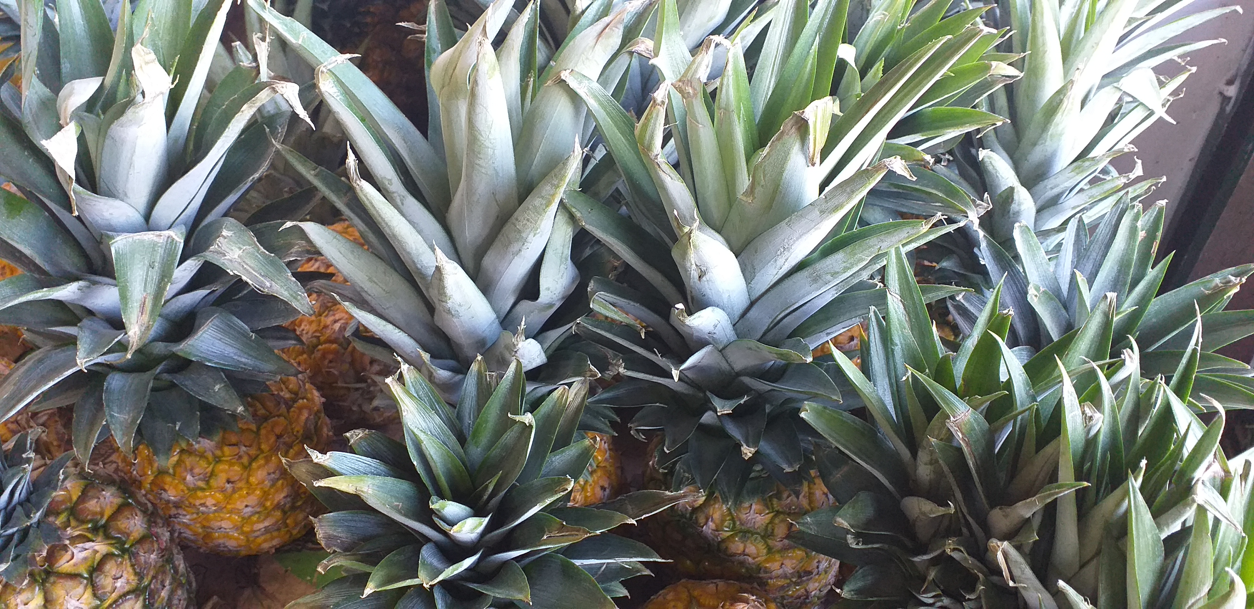 Piña oromiel