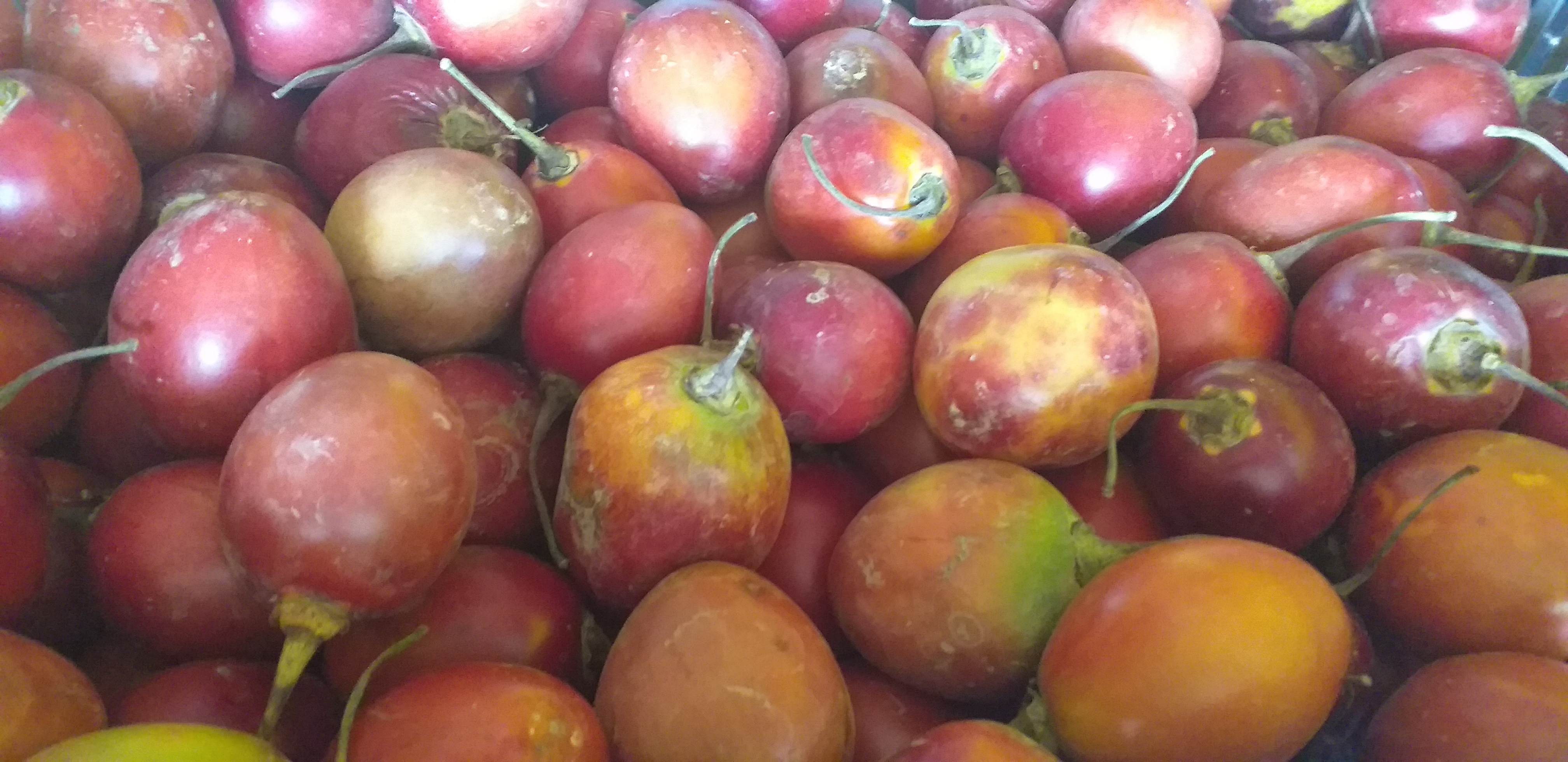 Tomate arbol injerto