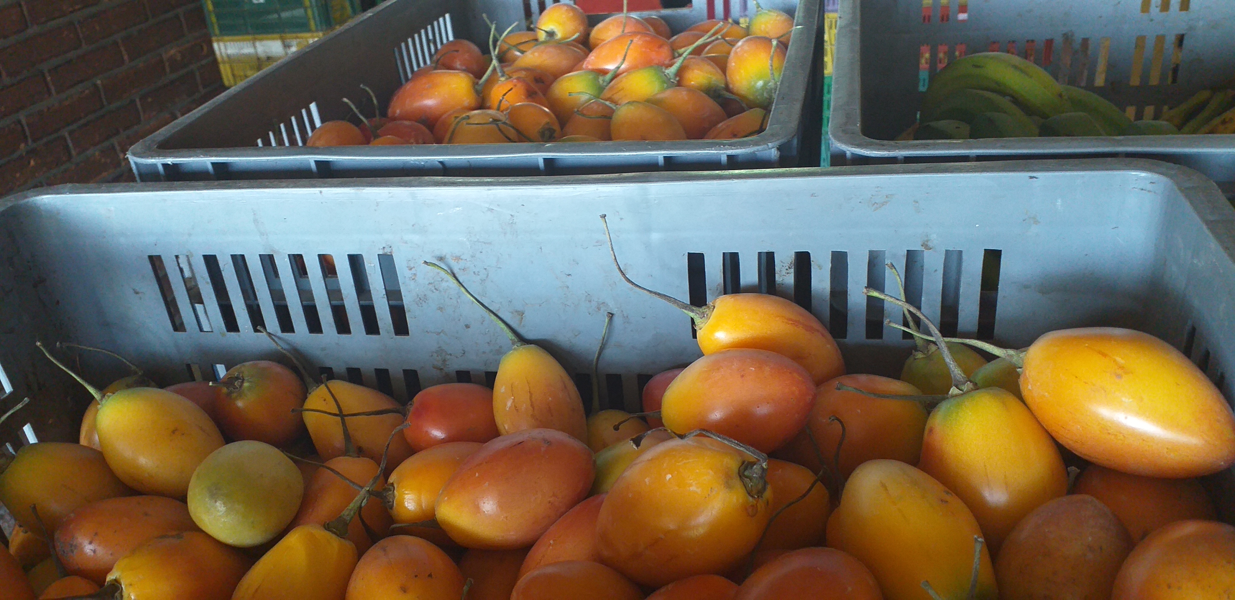 Tomate de arbol