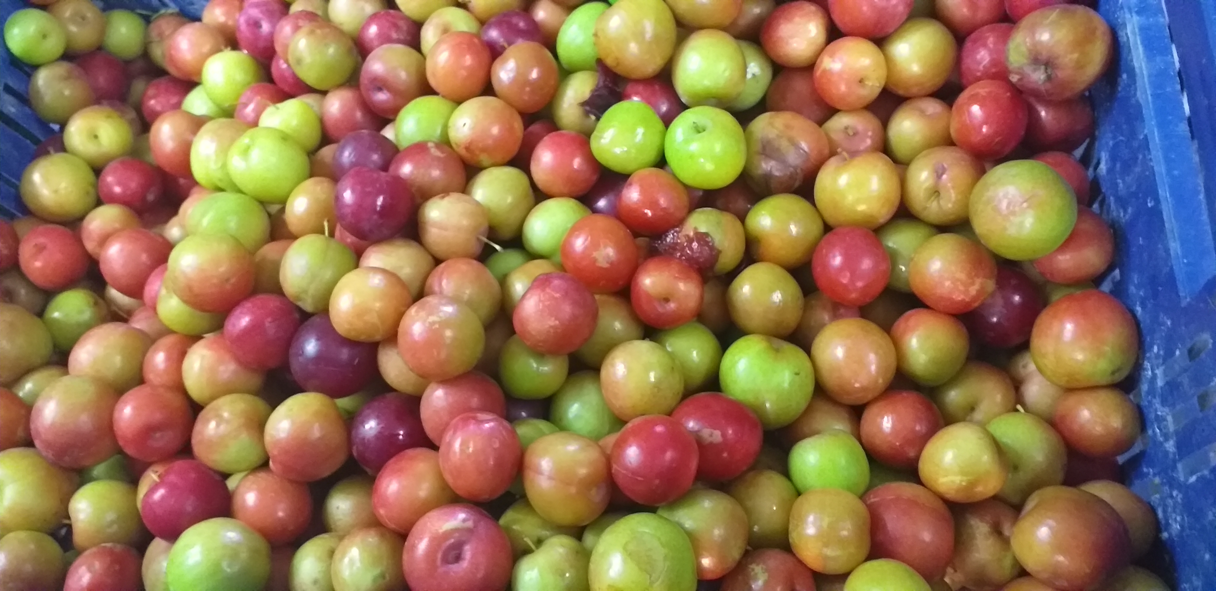 Ciruelas
