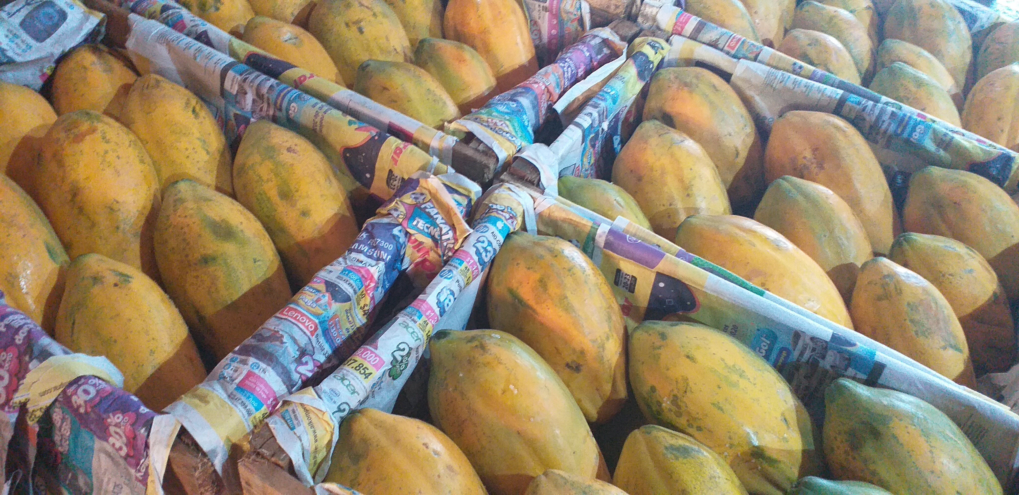 Papaya costeña/25k