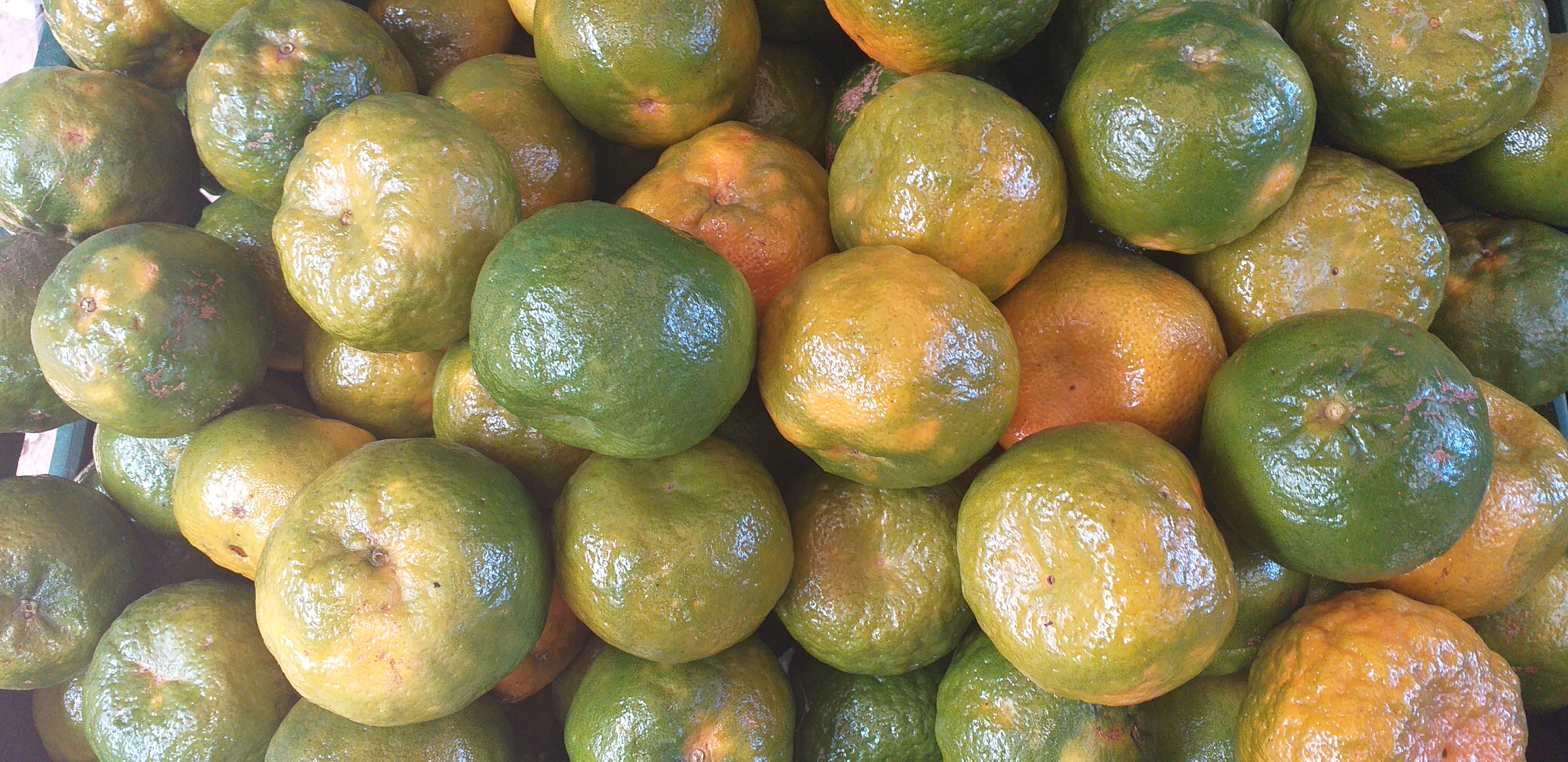 Mandarina oneca
