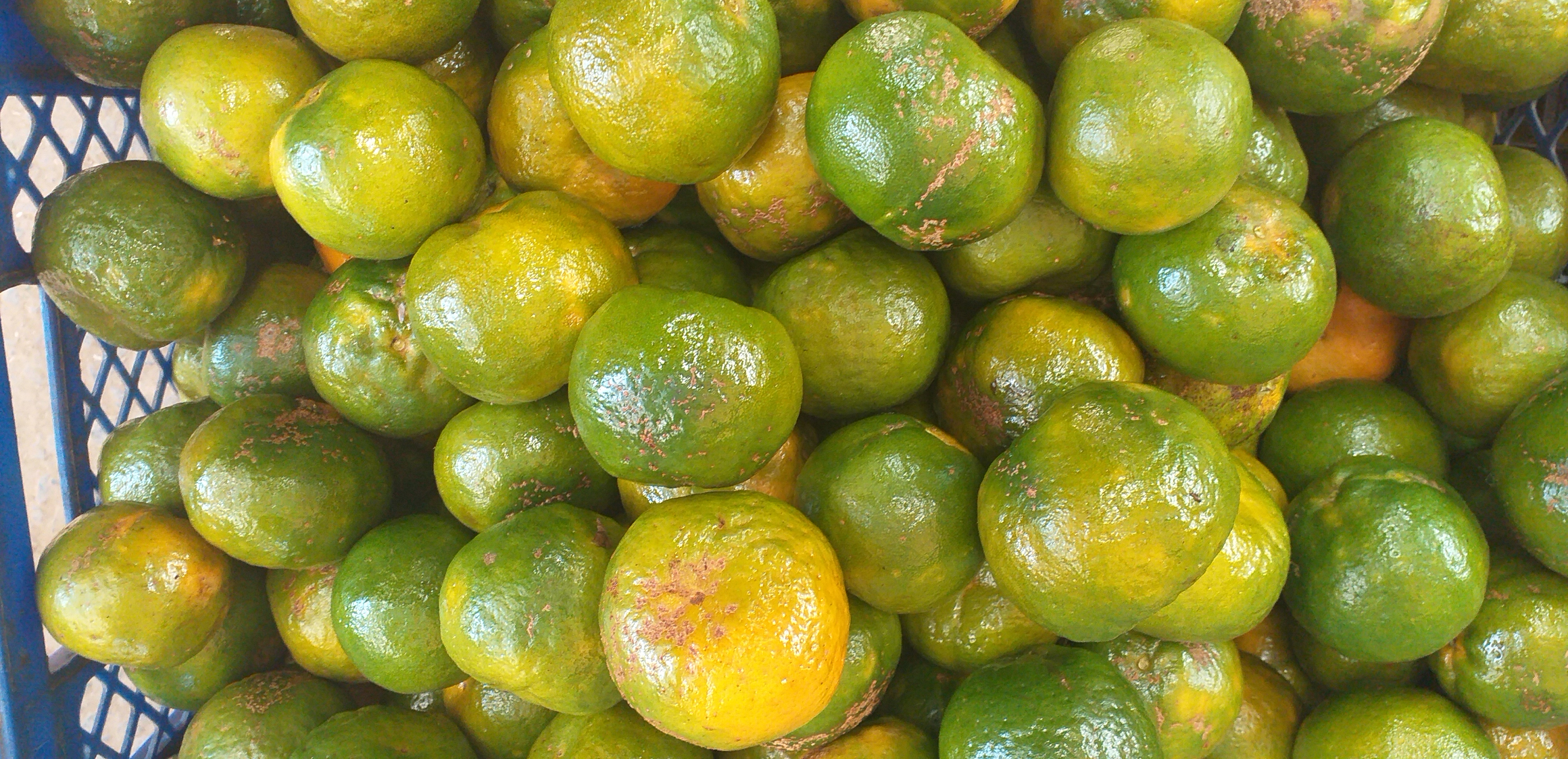Mandarina oneca de 2da