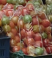 Tomate chonto