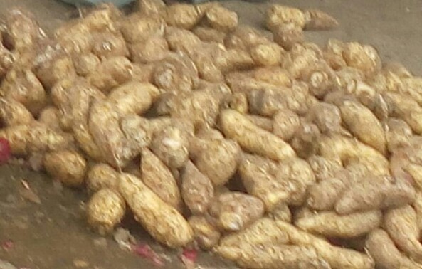 Arracacha