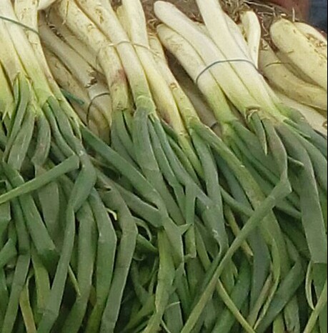Cebolla larga