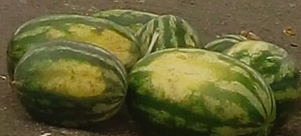 Sandia